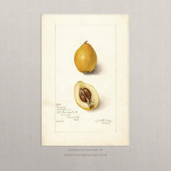 Vintage Fruit Art Prints - Fruit 008 | Unframed