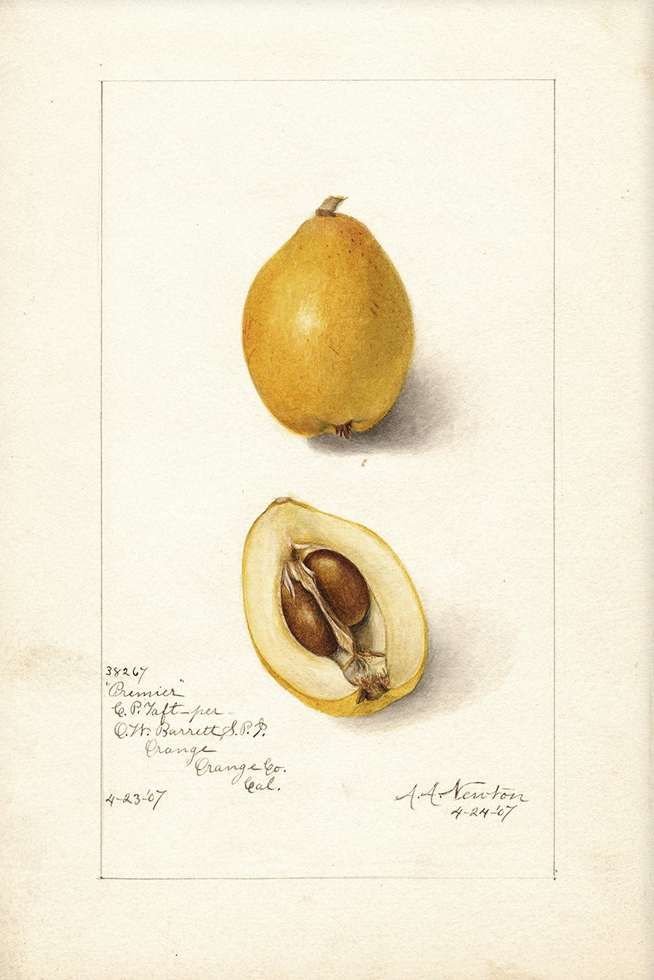 Vintage Fruit Art Prints - Fruit 008 | Unframed
