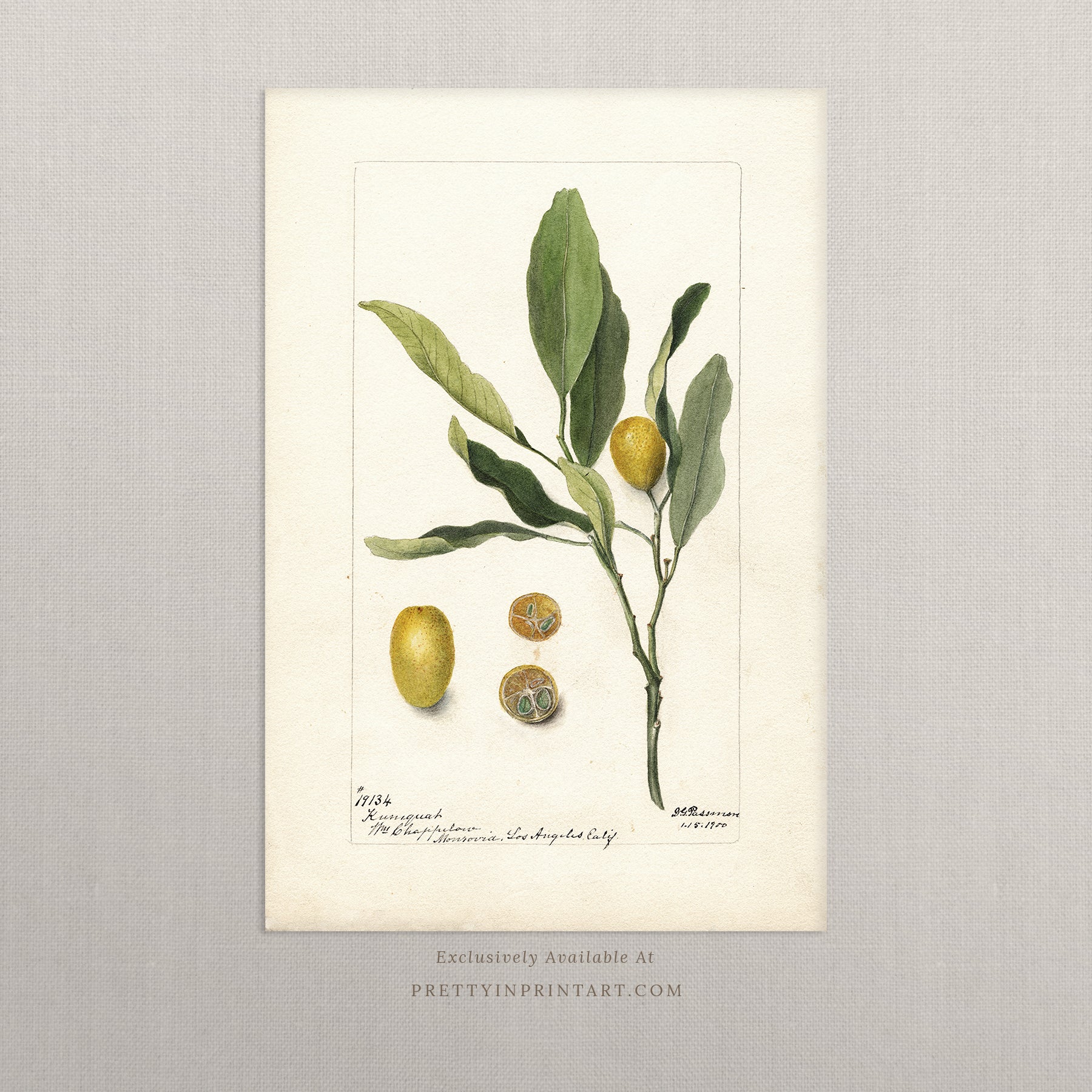 Black bobbin frame with vintage fruit botanical still life art for cottagecore, farmhouse, and traditional interiors