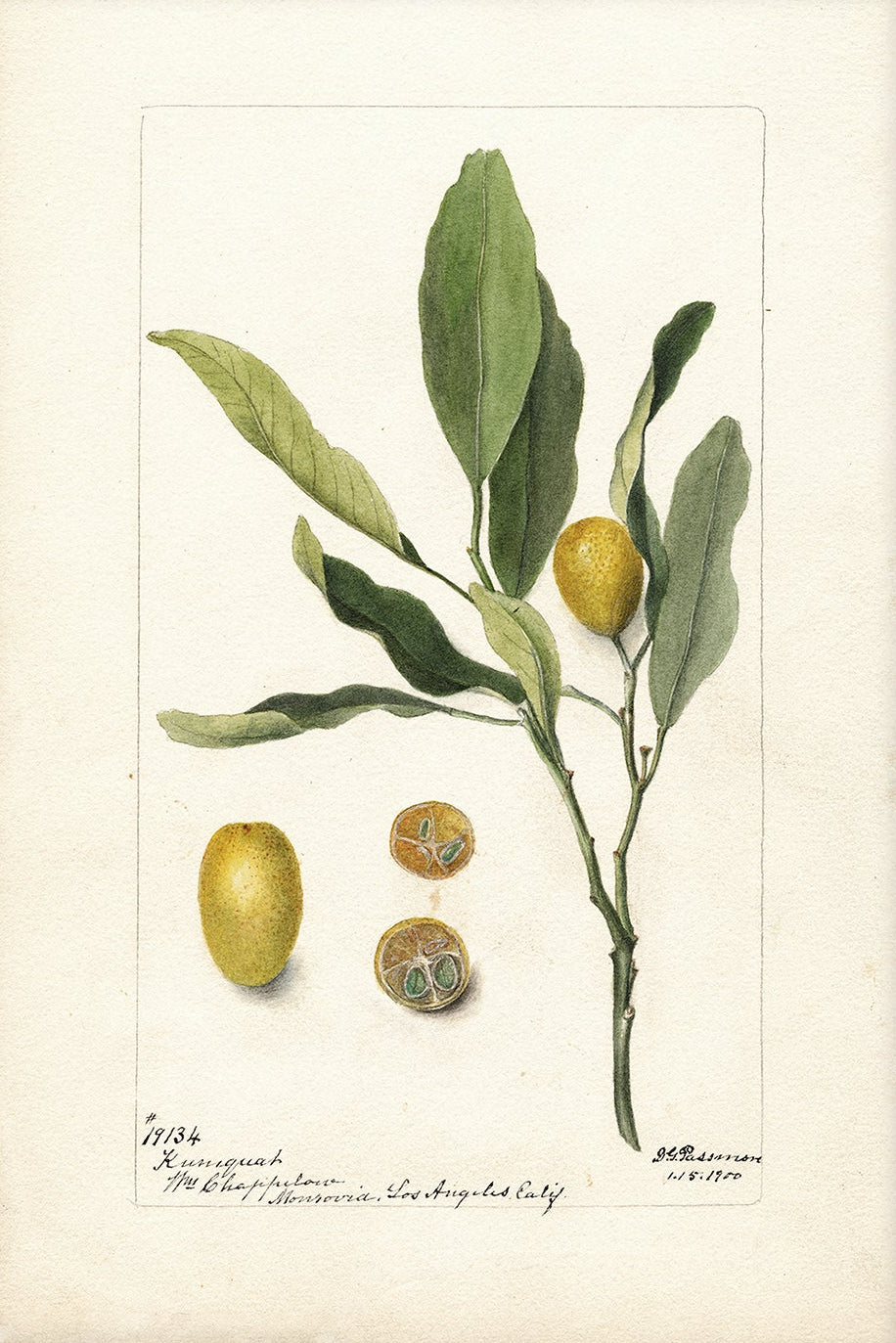 Vintage Fruit Art Prints - Fruit 009 | Unframed