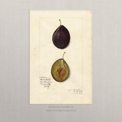 Vintage Fruit Art Prints - Fruit 016 | Unframed