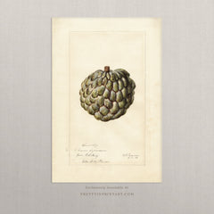 Vintage Fruit Art Prints - Fruit 017 | Unframed