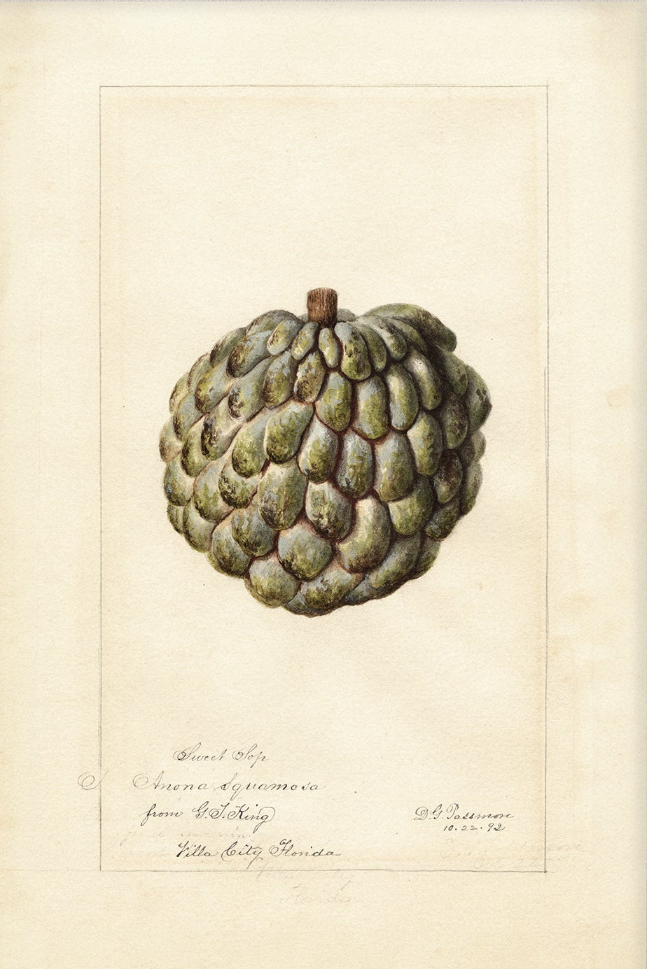 Vintage Fruit Art Prints - Fruit 017 | Unframed