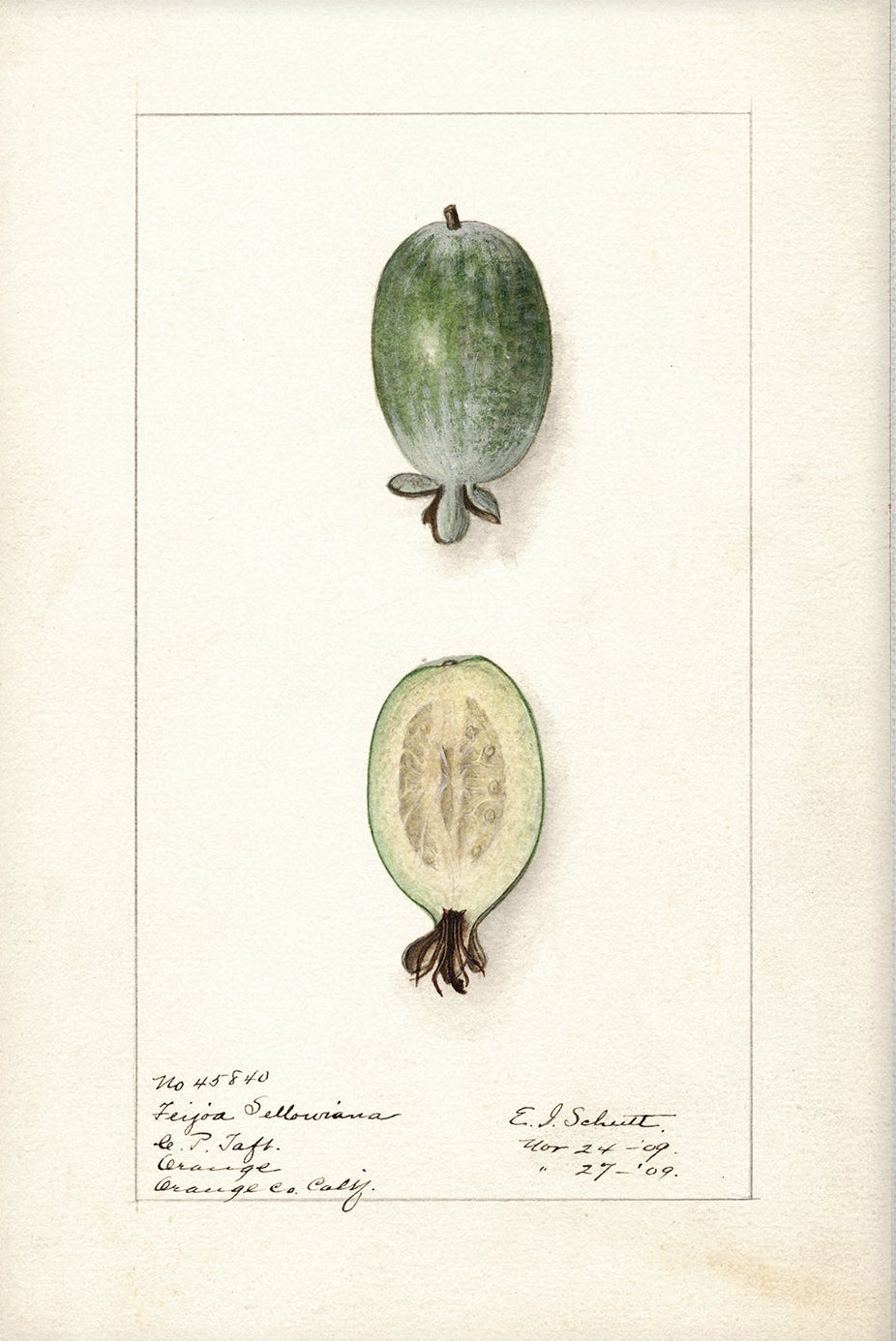 Vintage Fruit Art Prints - Fruit 018 | Unframed