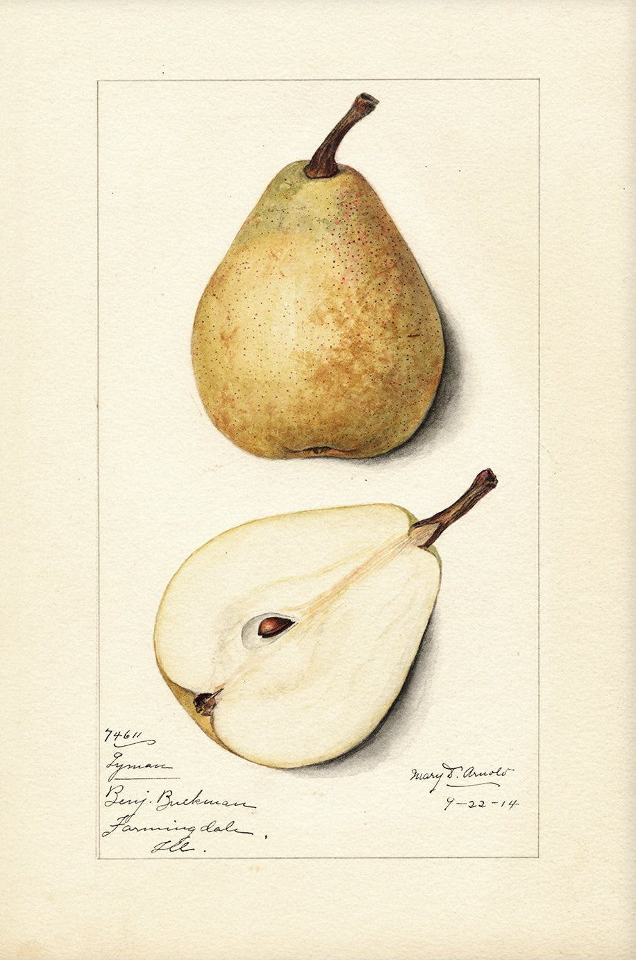 Vintage Fruit Art Prints - Pear 001 | Unframed