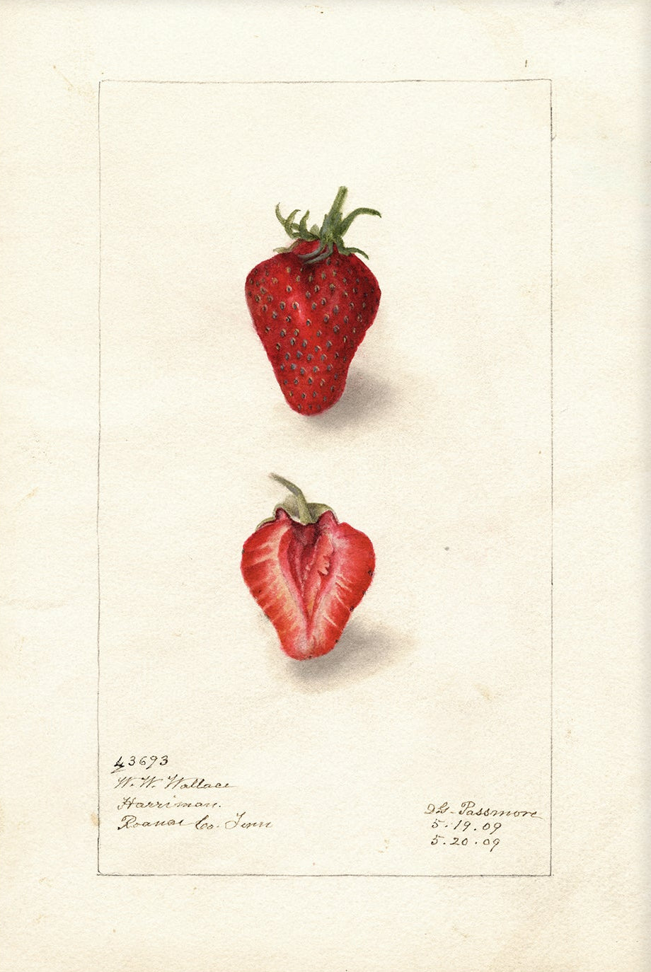 Vintage Fruit Art Prints - Strawberry 001 | Unframed