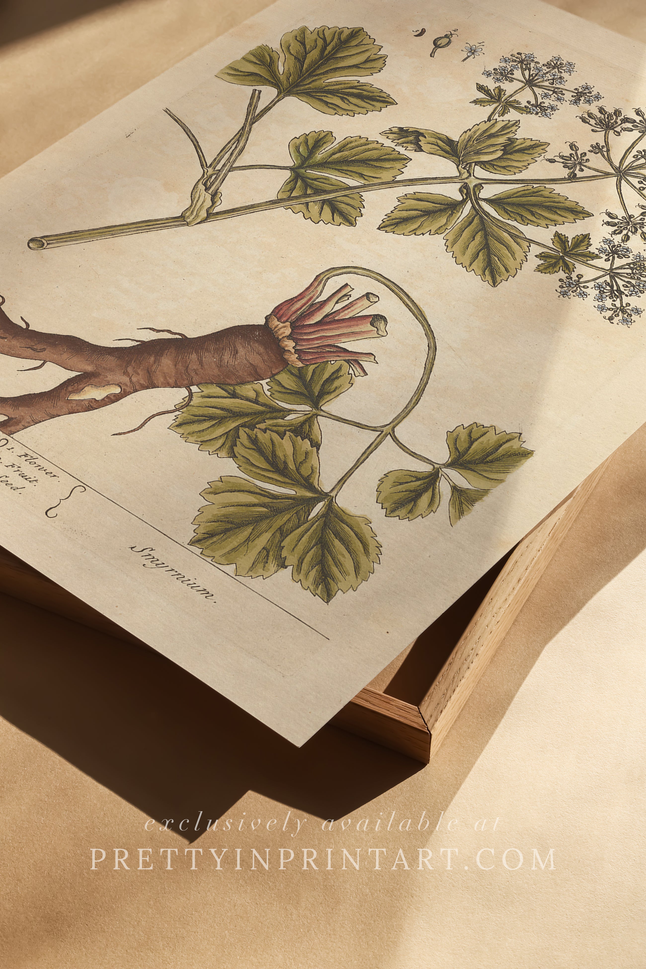 Vintage botanical print, antique herb illustration, framed floral artwork, perfect gift for gardeners