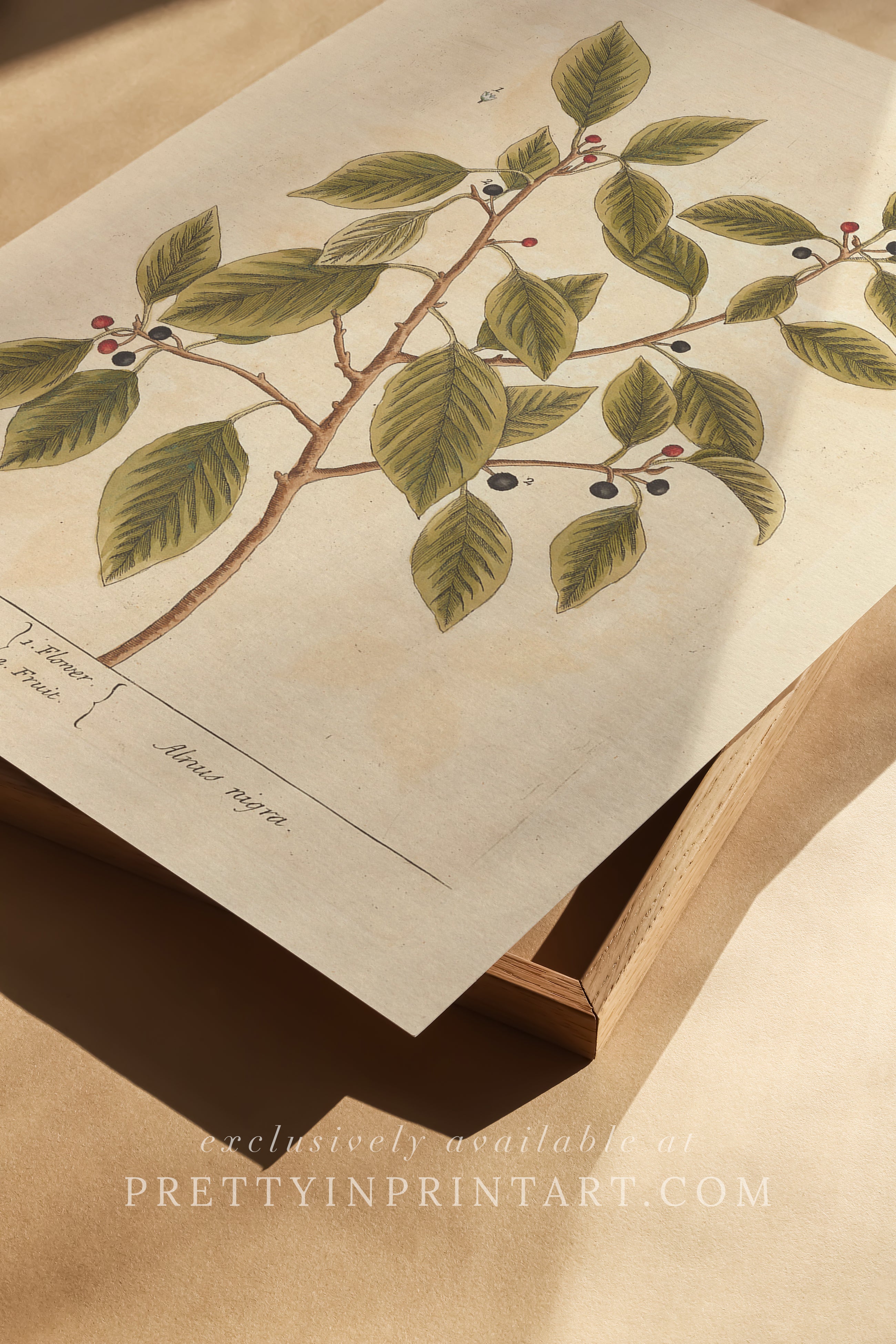 Vintage botanical print, antique herb illustration, framed floral artwork, perfect gift for gardeners