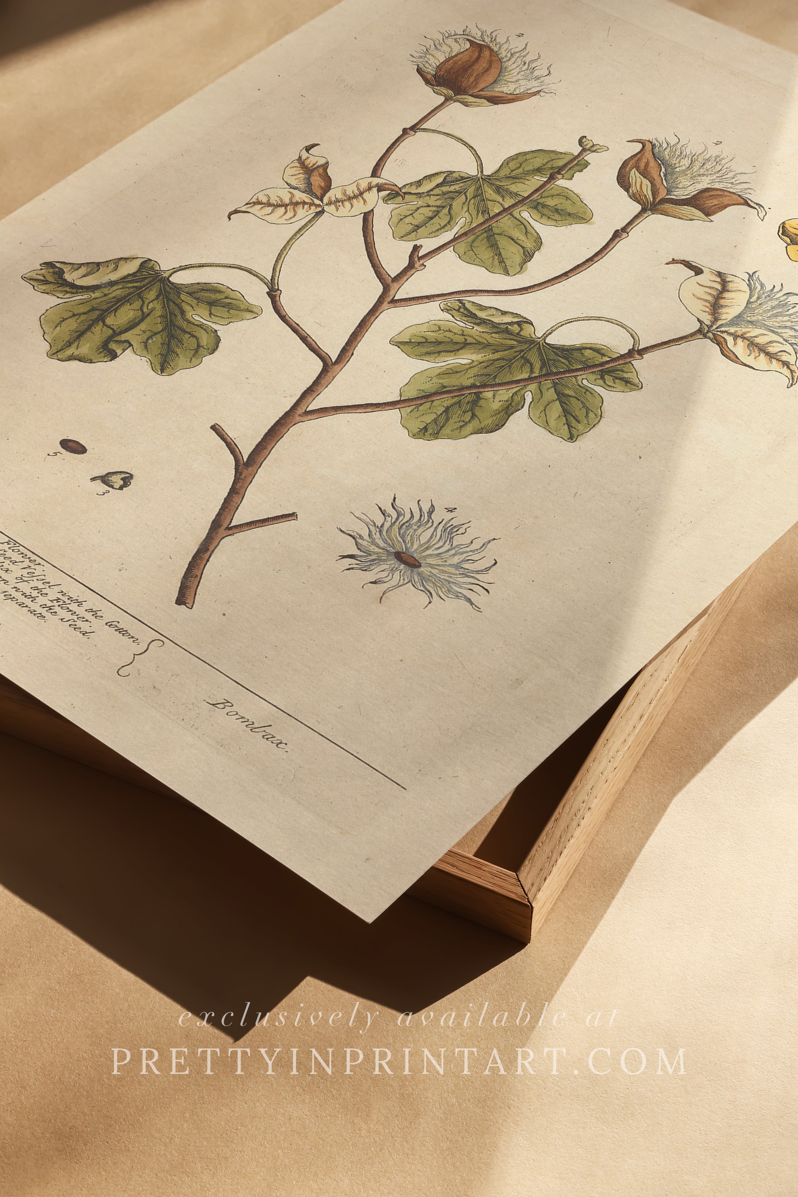 Vintage botanical print, antique herb illustration, framed floral artwork, perfect gift for gardeners