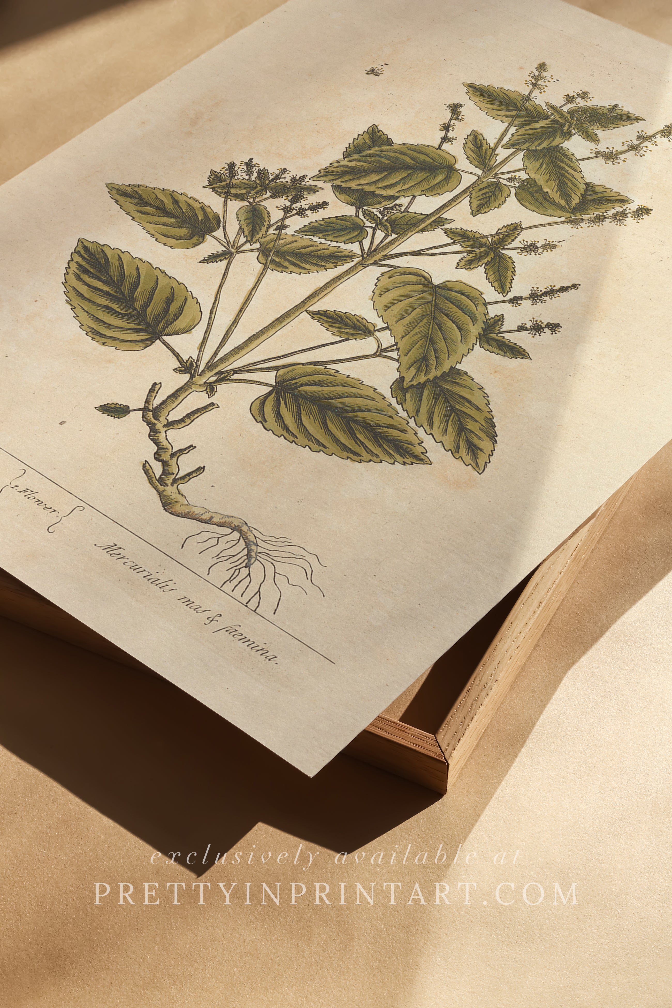 Vintage botanical art print, antique floral illustration, collectible wall decor for home or office