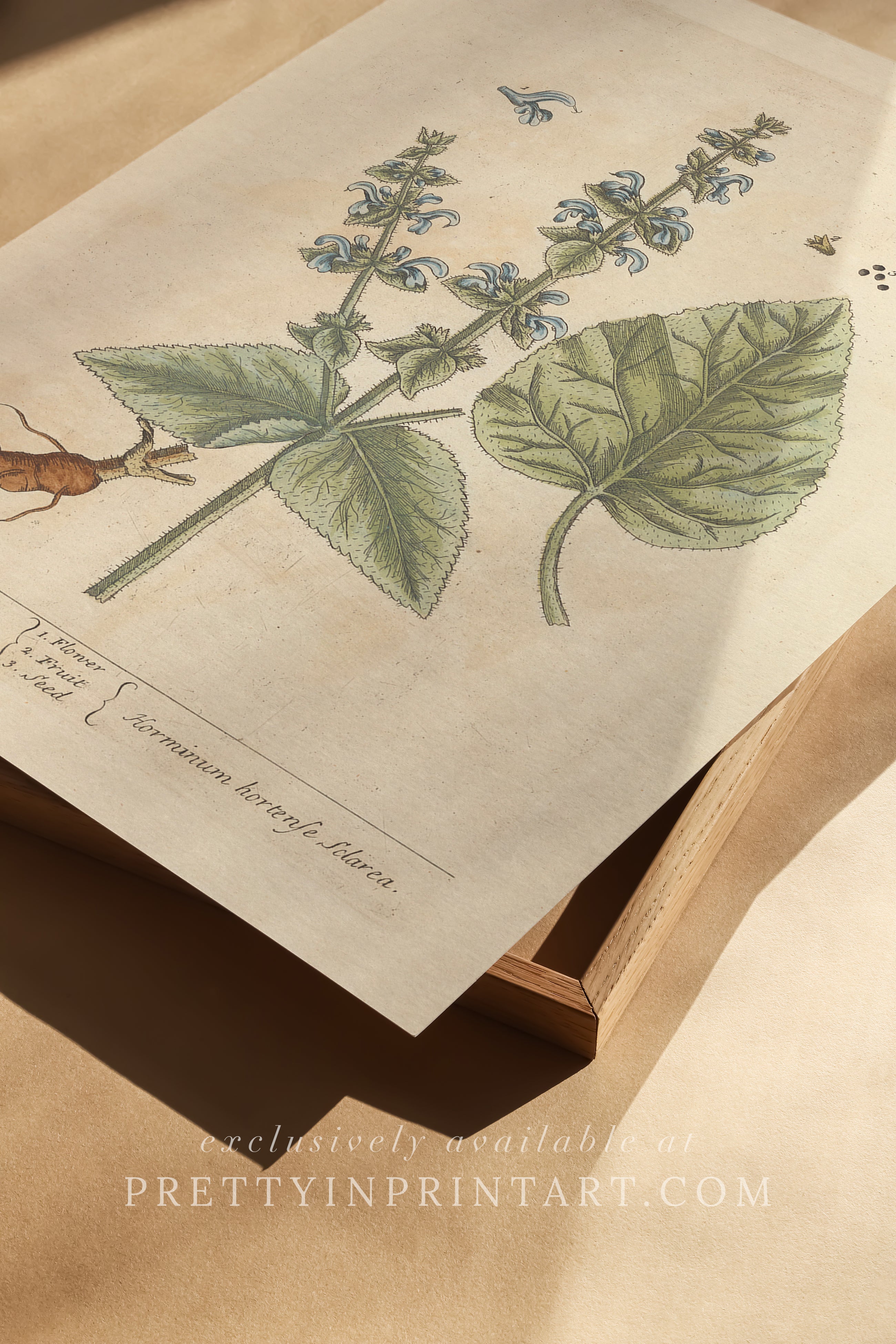 Vintage botanical art print, antique floral illustration, collectible wall decor for home or office