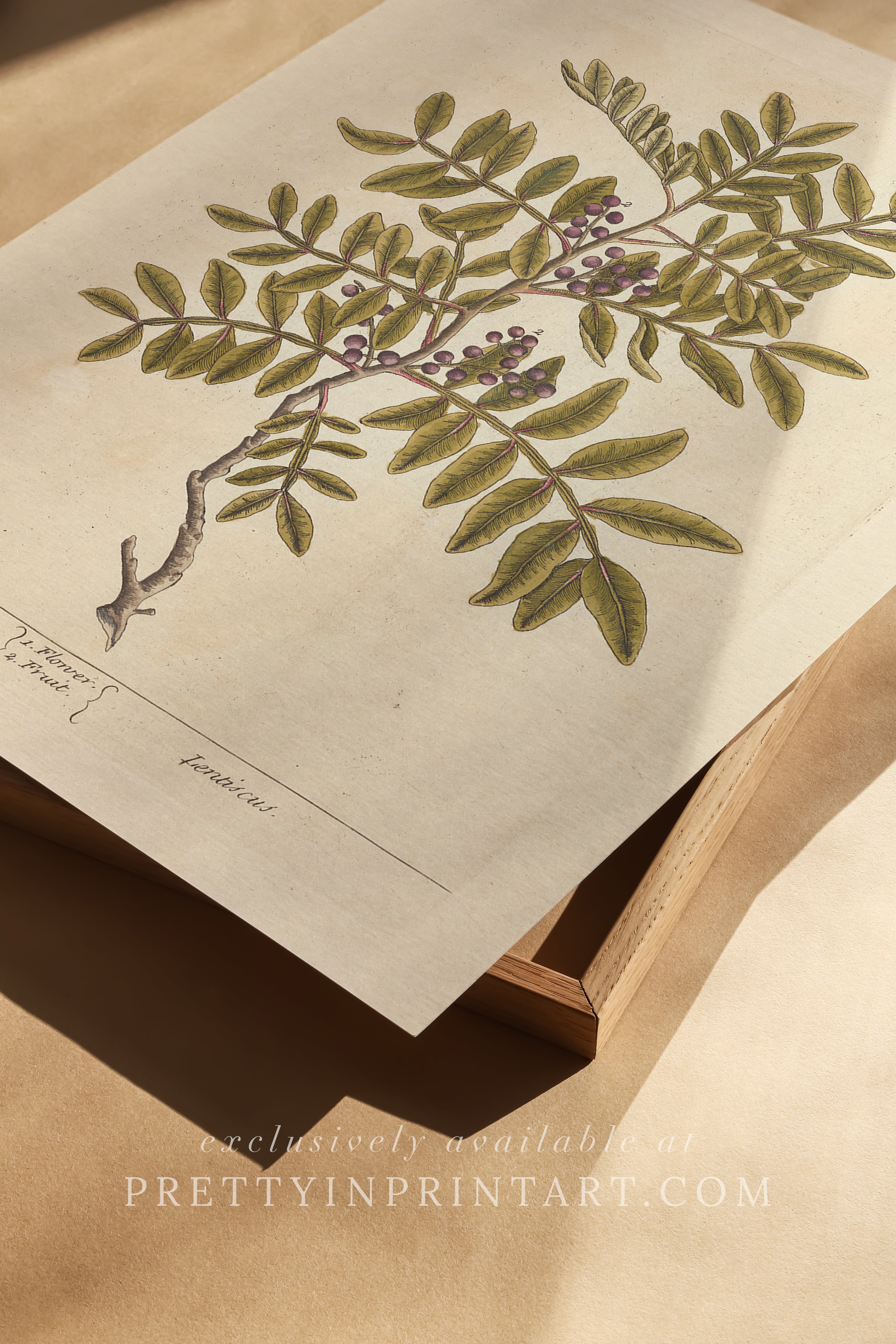 Vintage botanical art print, antique floral illustration, collectible wall decor for home or office