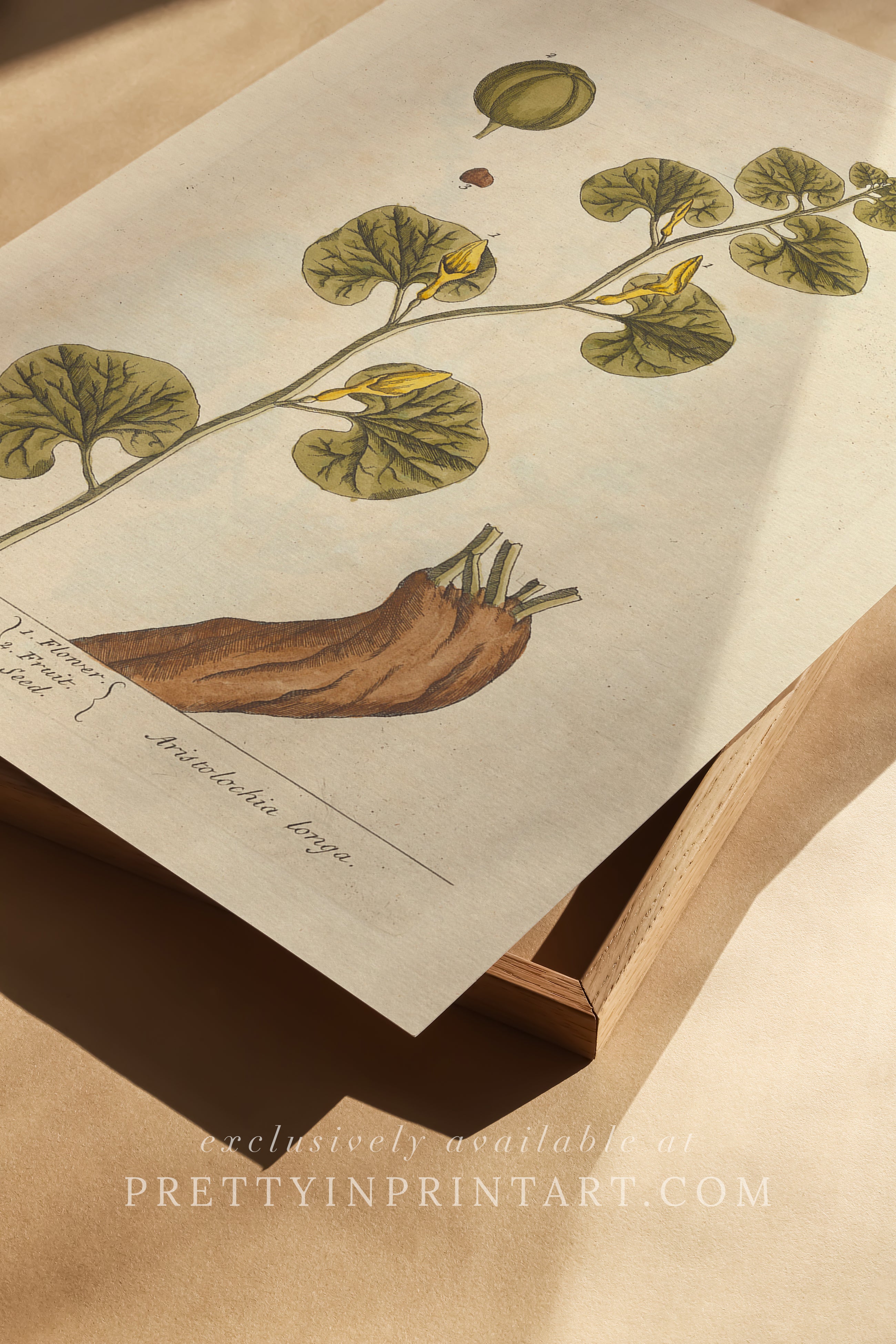 Vintage botanical art print, antique floral illustration, collectible wall decor for home or office