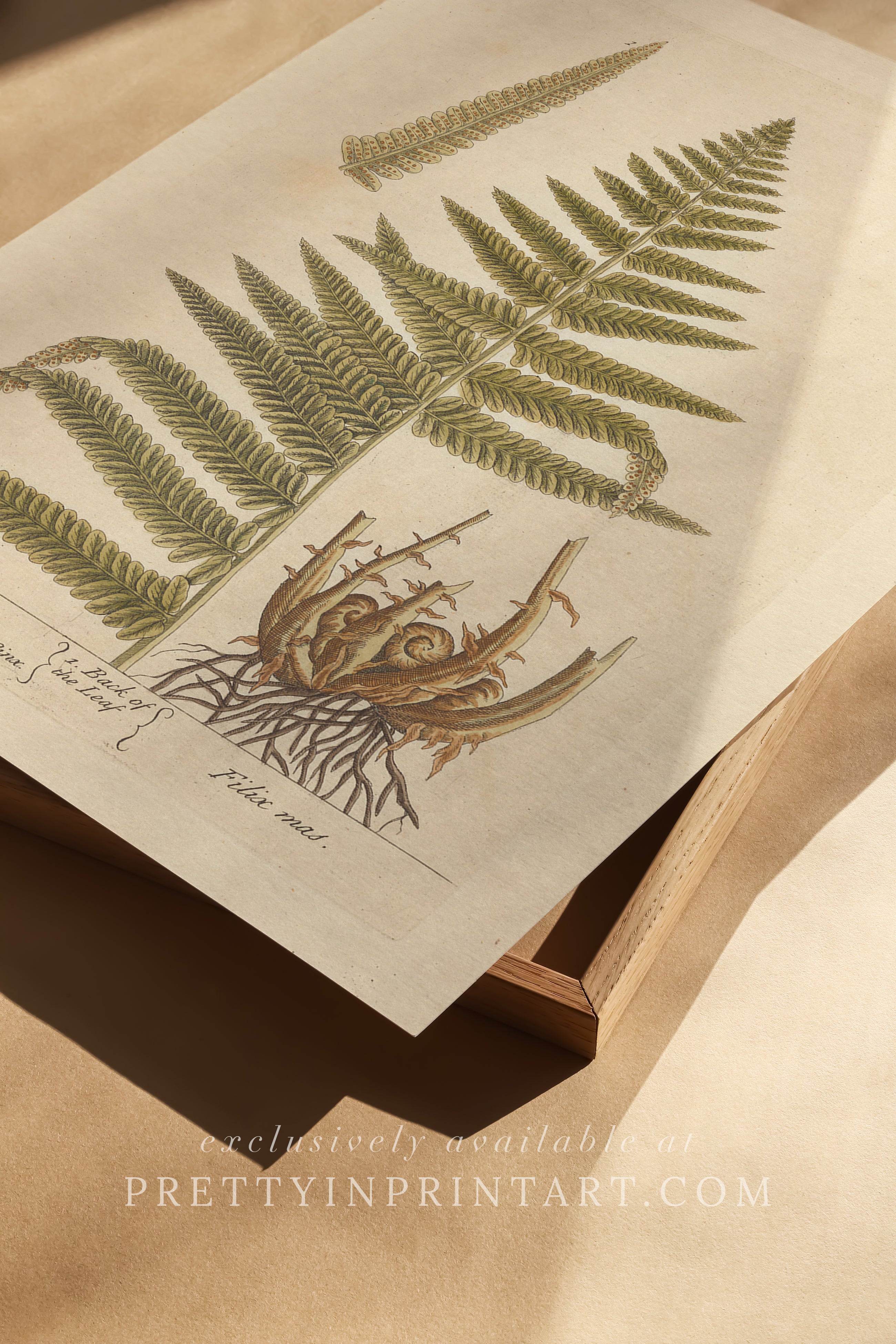 Vintage botanical art print, antique floral illustration, collectible wall decor for home or office