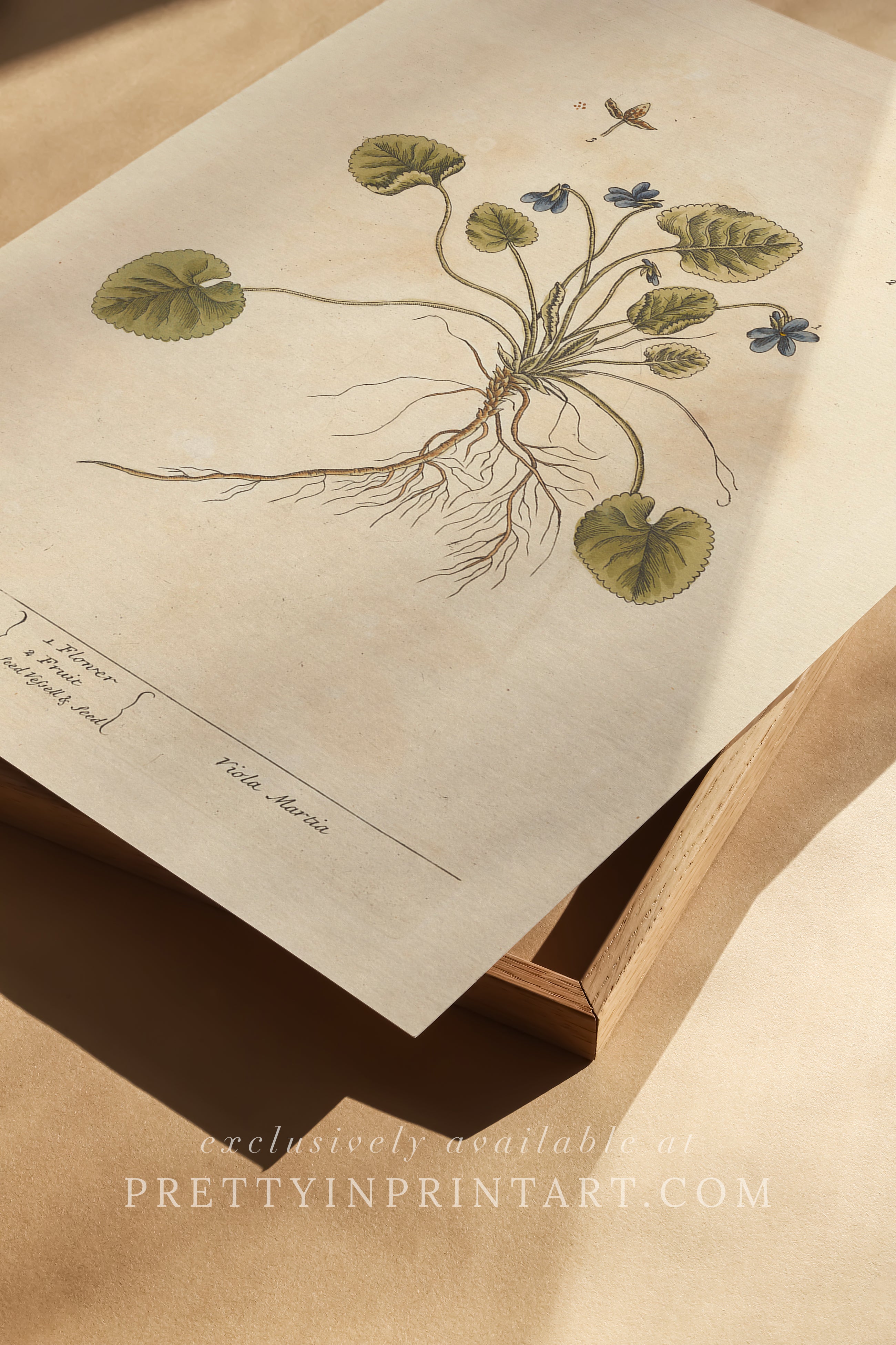 Vintage botanical art print, antique floral illustration, collectible wall decor for home or office