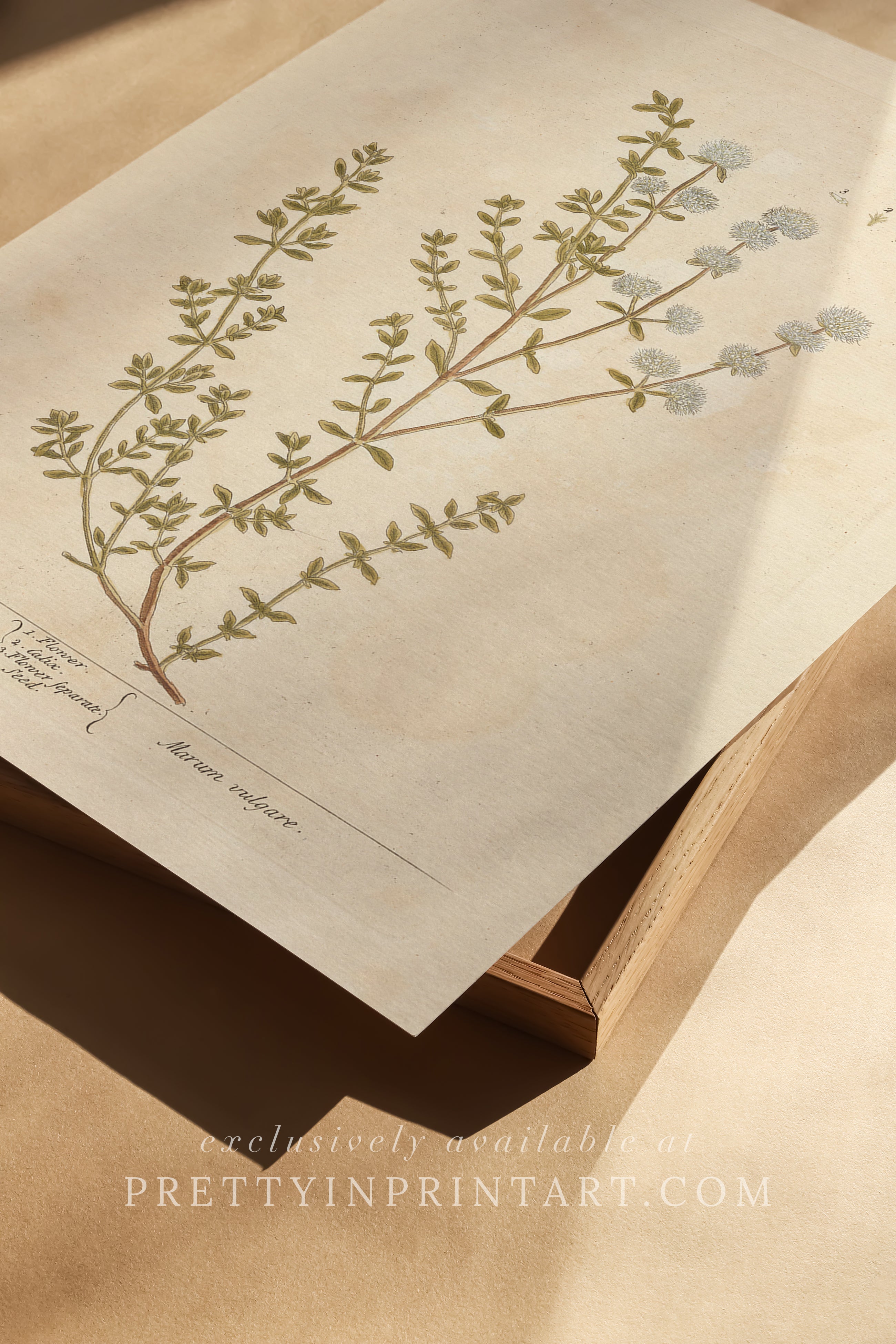 Antique botanical art print, vintage floral artwork, perfect collectible gift for plant and garden enthusiasts