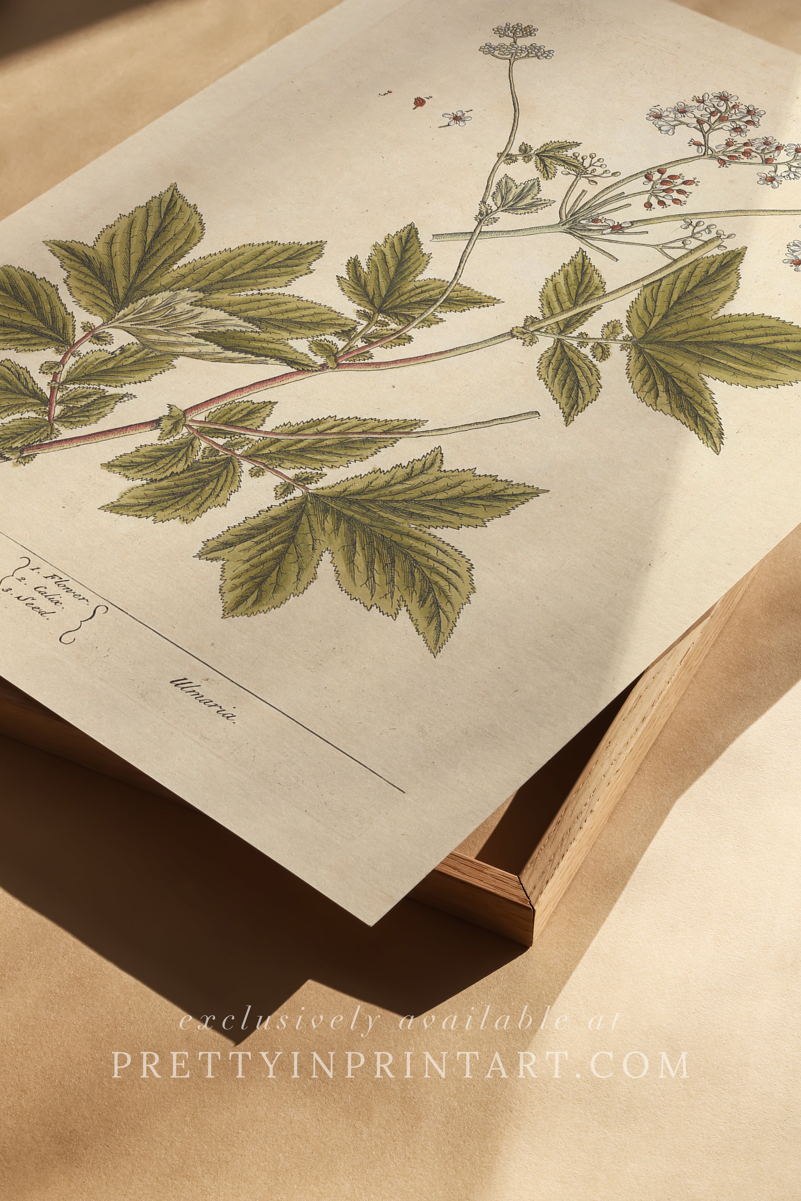 Antique botanical art print, vintage floral artwork, perfect collectible gift for plant and garden enthusiasts