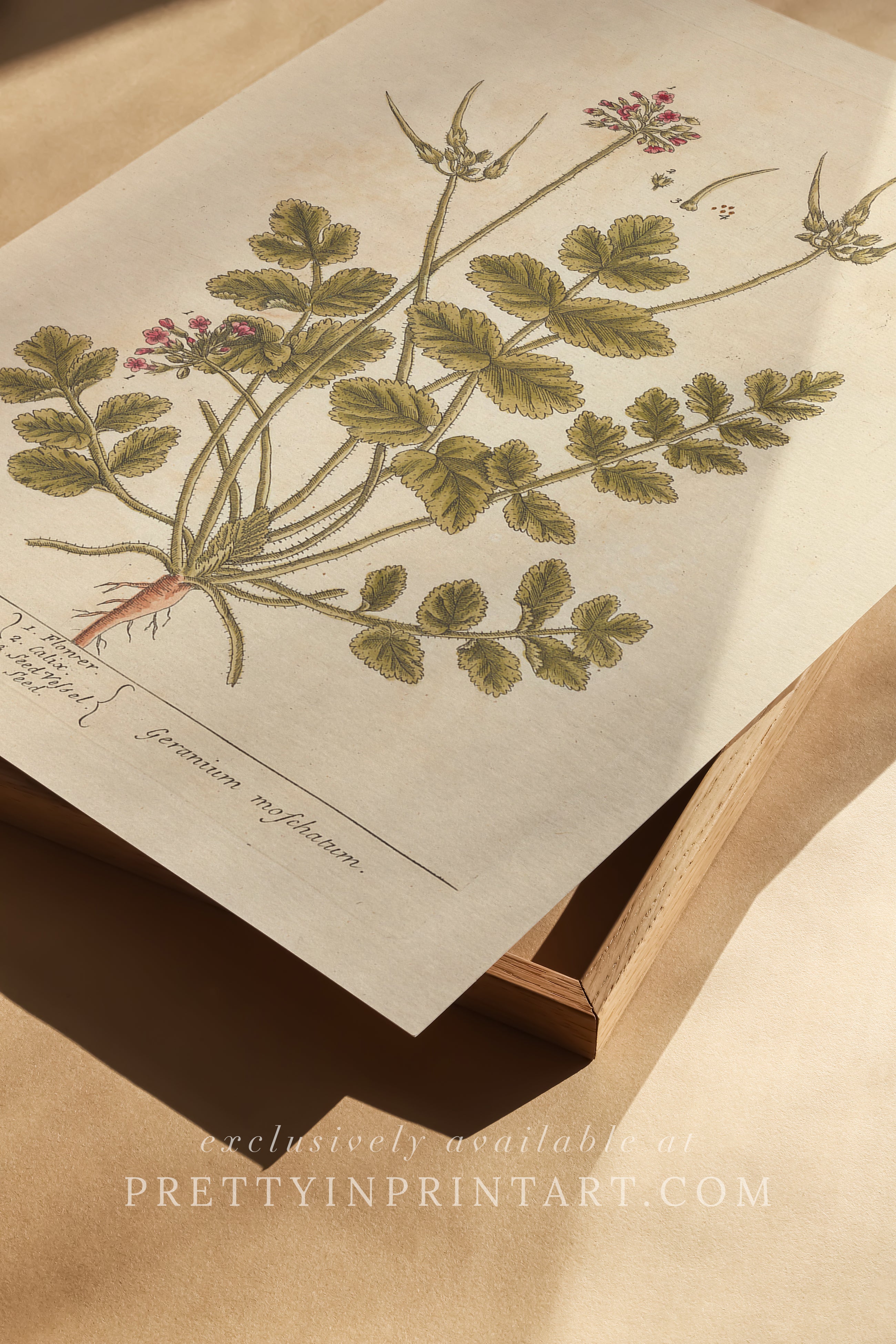 Antique botanical art print, vintage floral artwork, perfect collectible gift for plant and garden enthusiasts