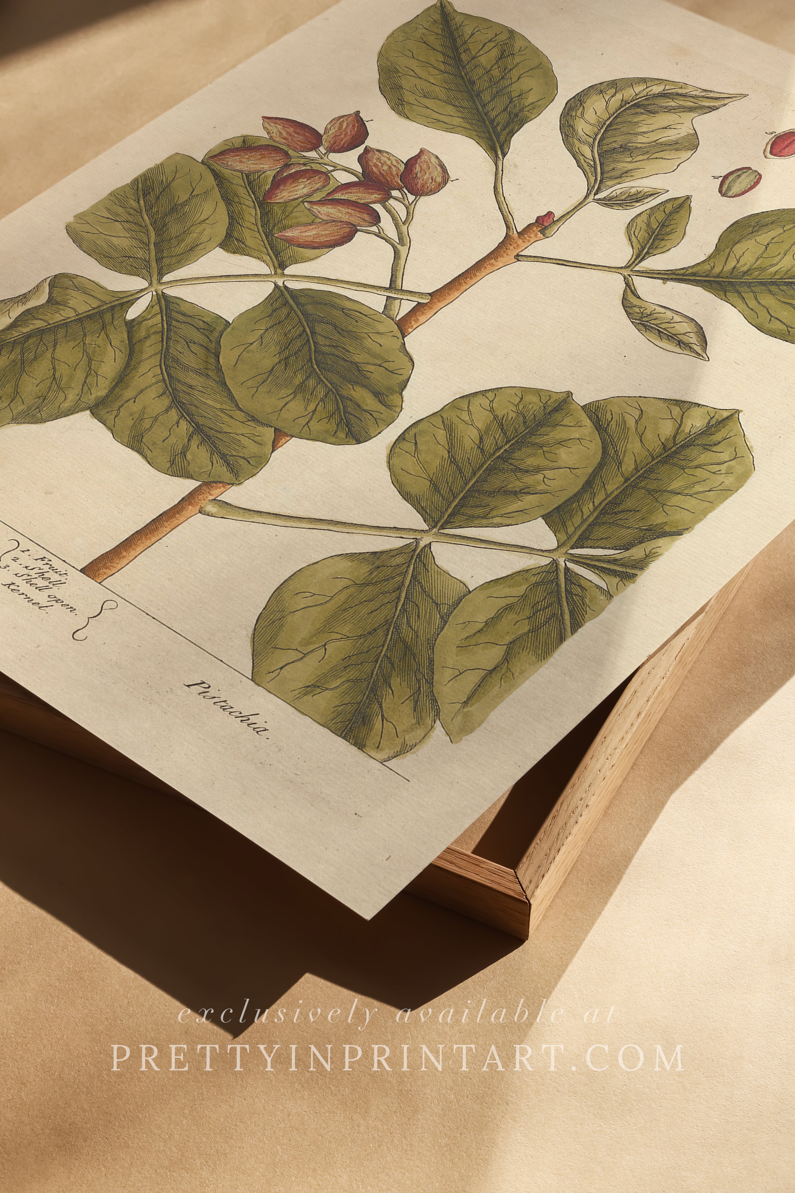 Antique botanical art print, vintage floral artwork, perfect collectible gift for plant and garden enthusiasts