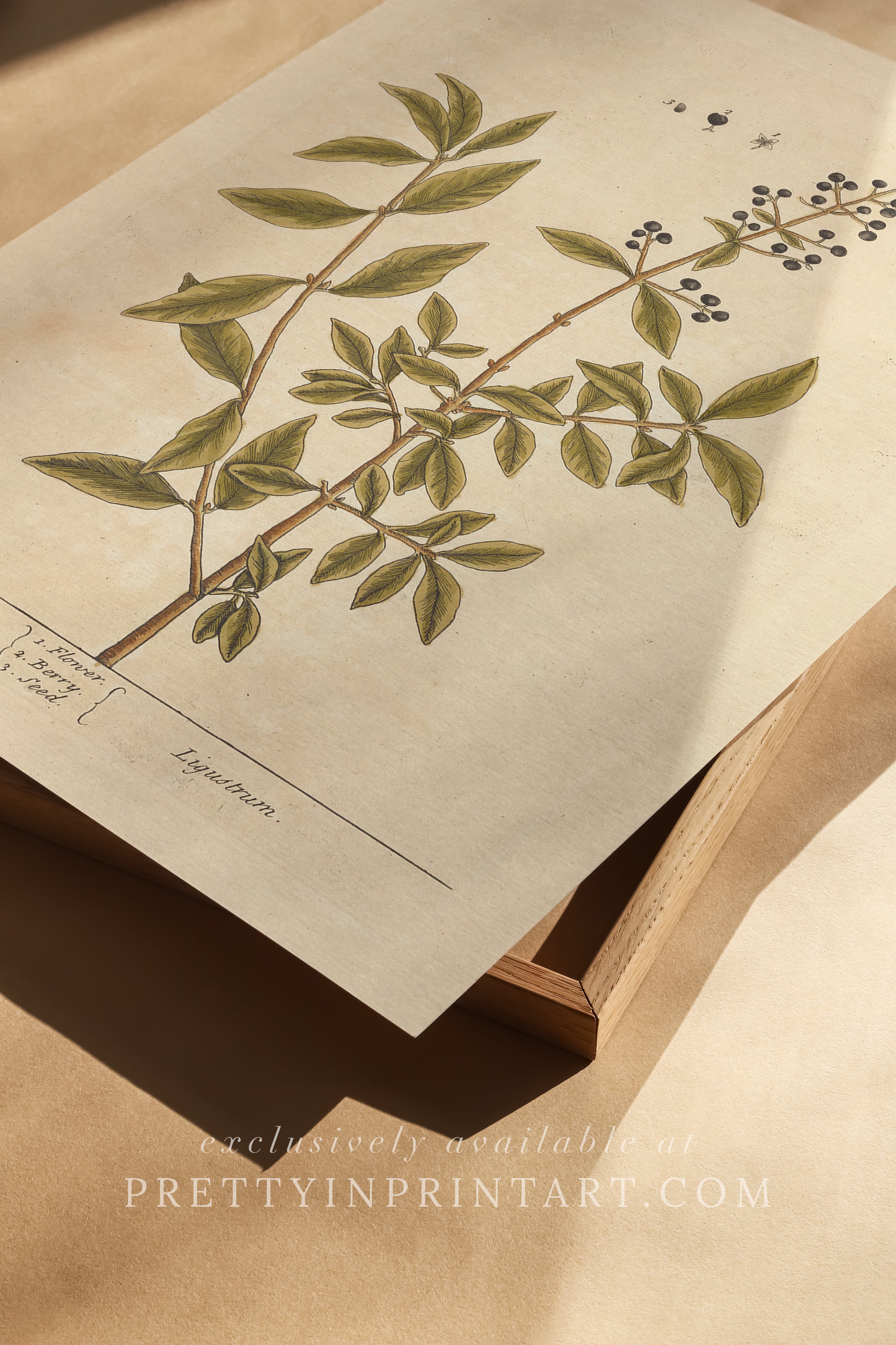 Antique botanical art print, vintage floral artwork, perfect collectible gift for plant and garden enthusiasts