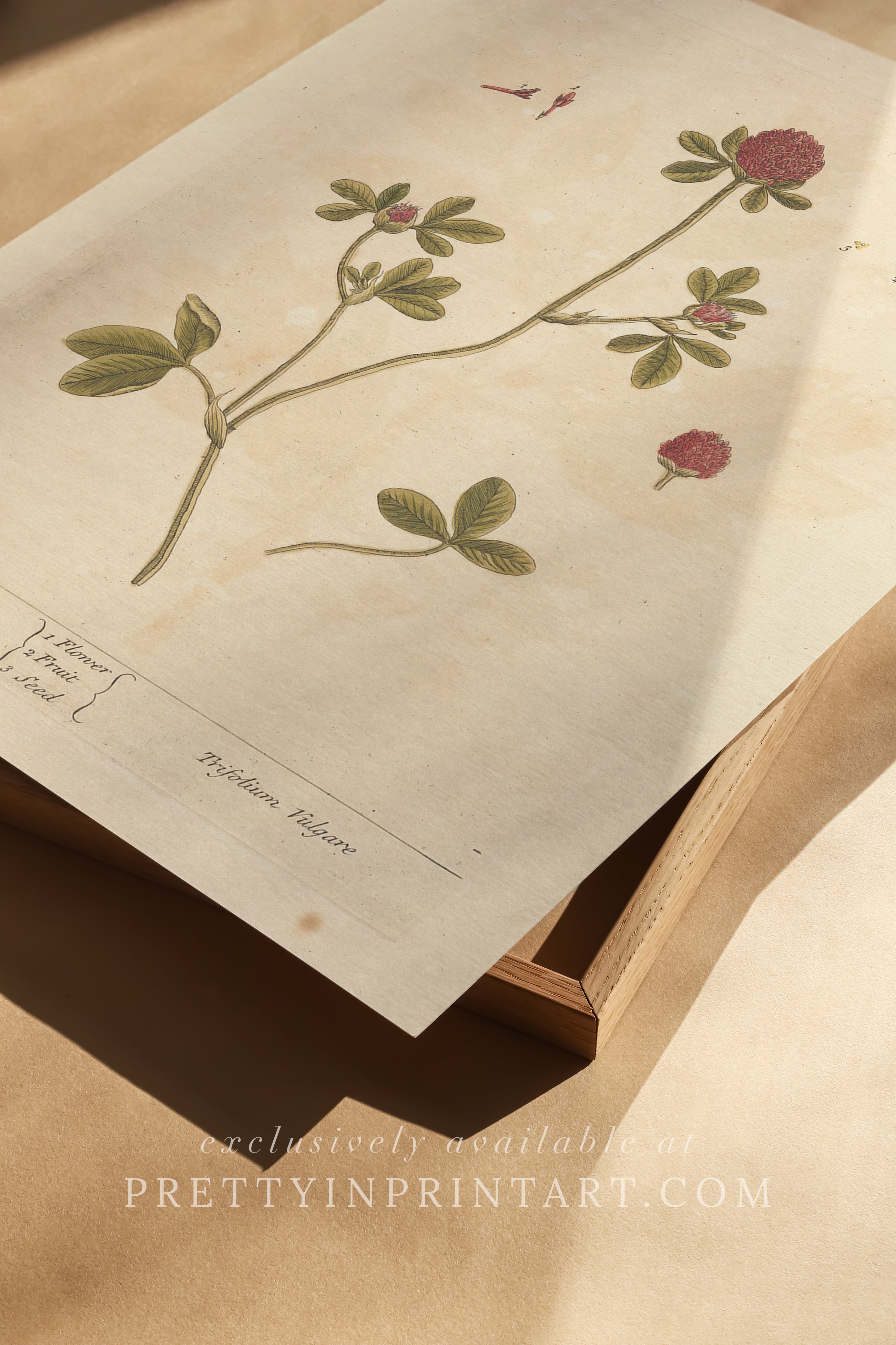 Antique botanical art print, vintage floral artwork, perfect collectible gift for plant and garden enthusiasts