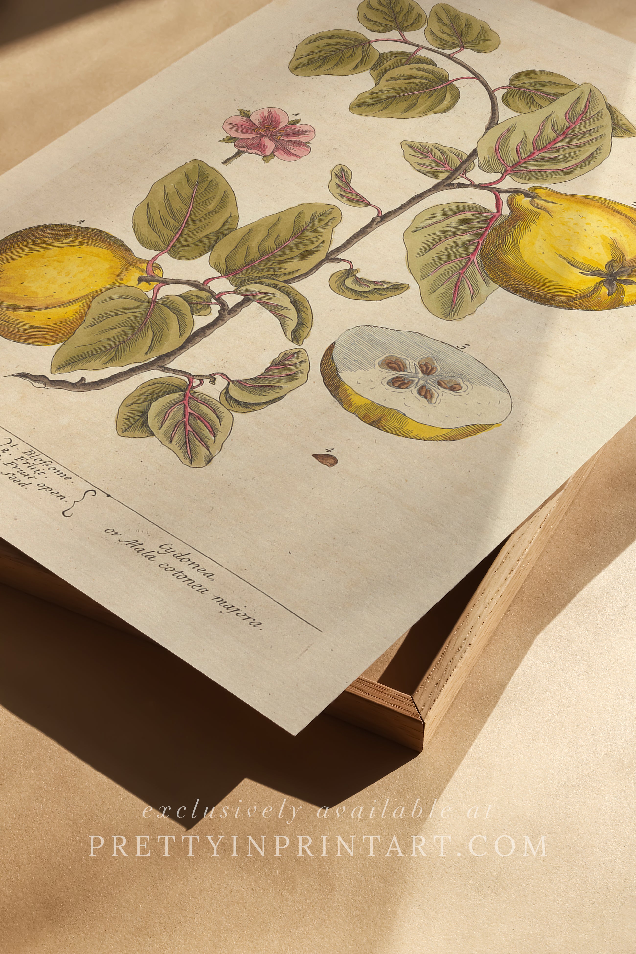 Antique botanical art print, vintage floral artwork, perfect collectible gift for plant and garden enthusiasts