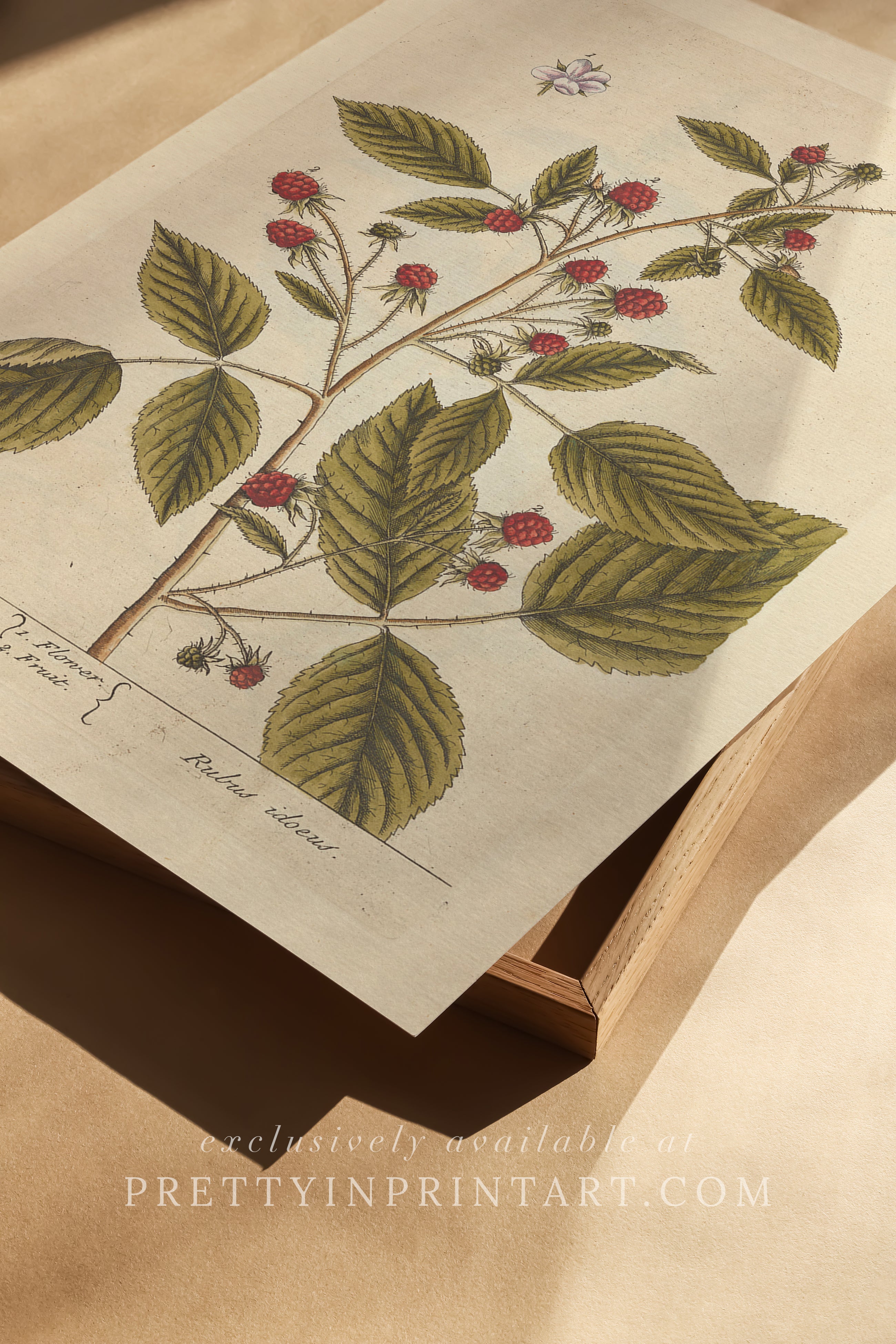 Vintage herb and flower illustration print, antique botanical artwork, elegant wall decor for home or study