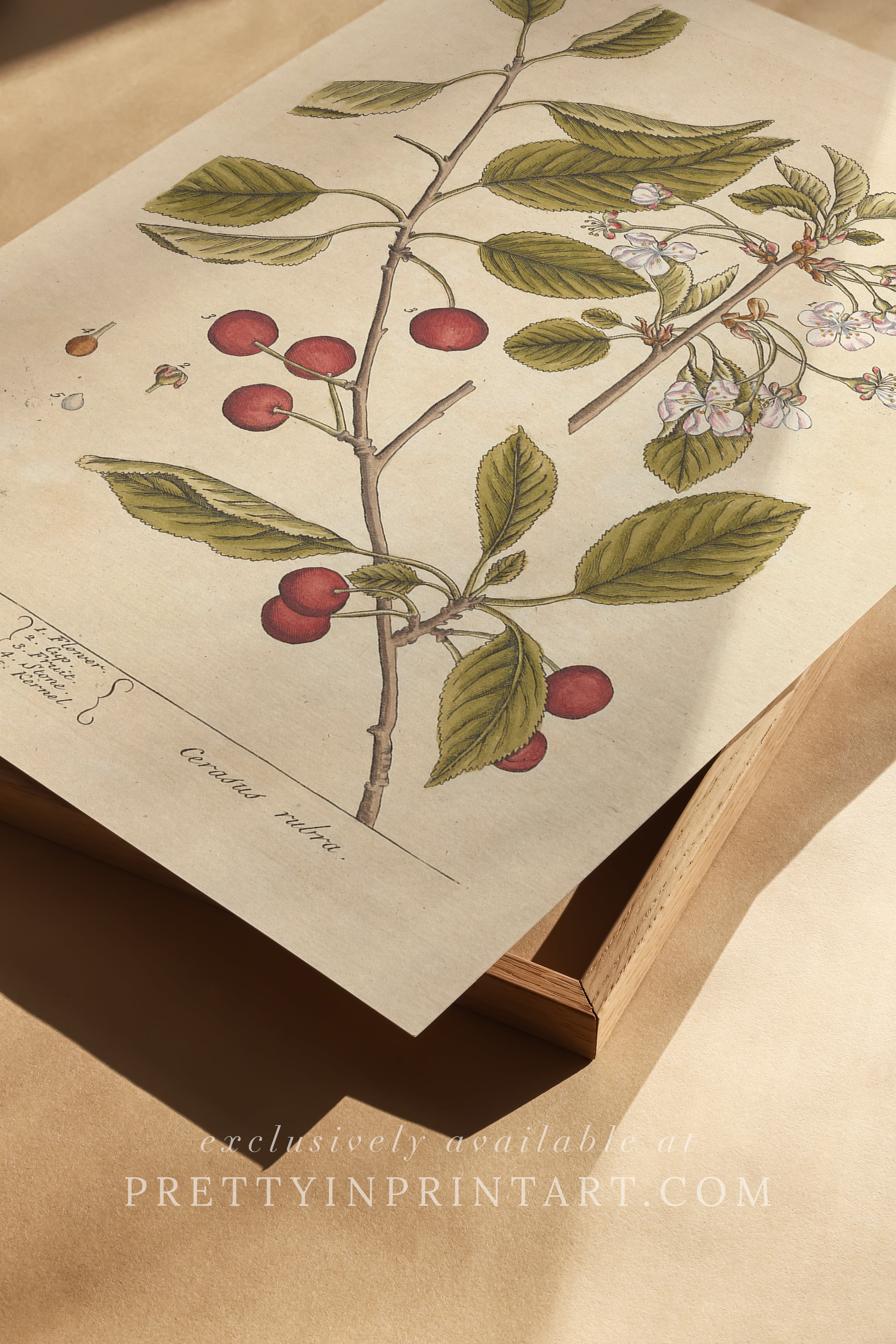 Vintage herb and flower illustration print, antique botanical artwork, elegant wall decor for home or study