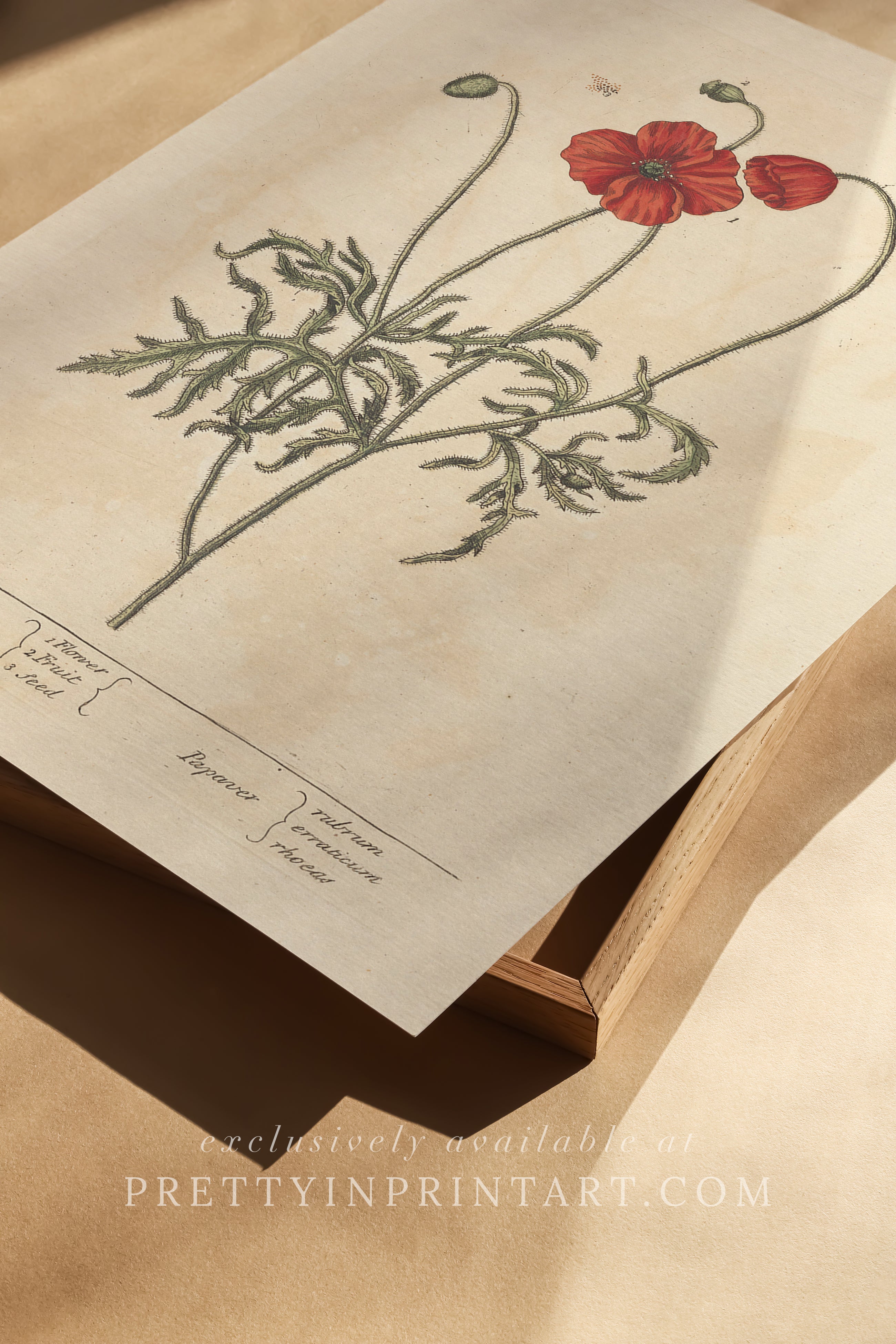 Vintage herb and flower illustration print, antique botanical artwork, elegant wall decor for home or study