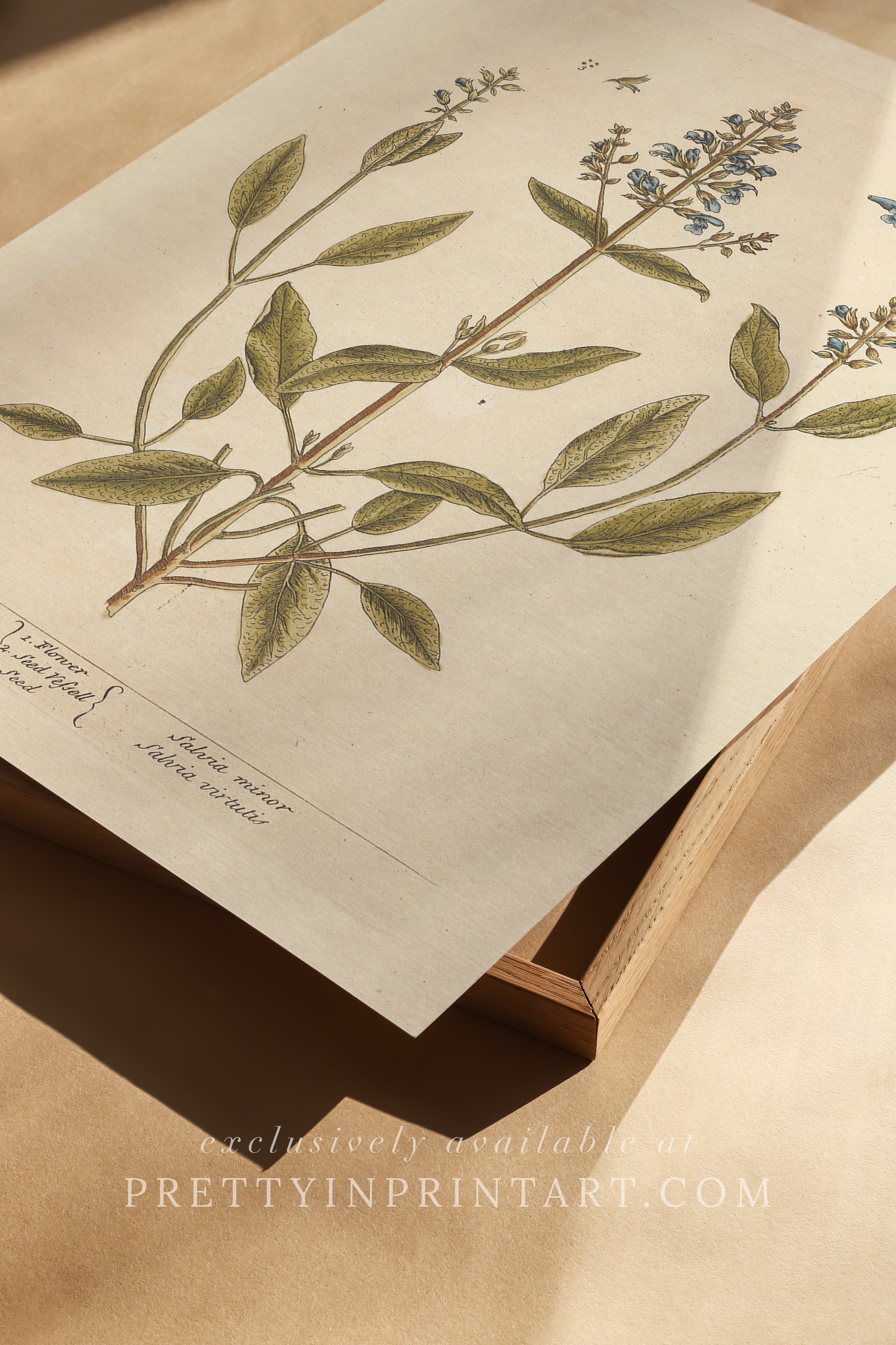 Vintage herb and flower illustration print, antique botanical artwork, elegant wall decor for home or study