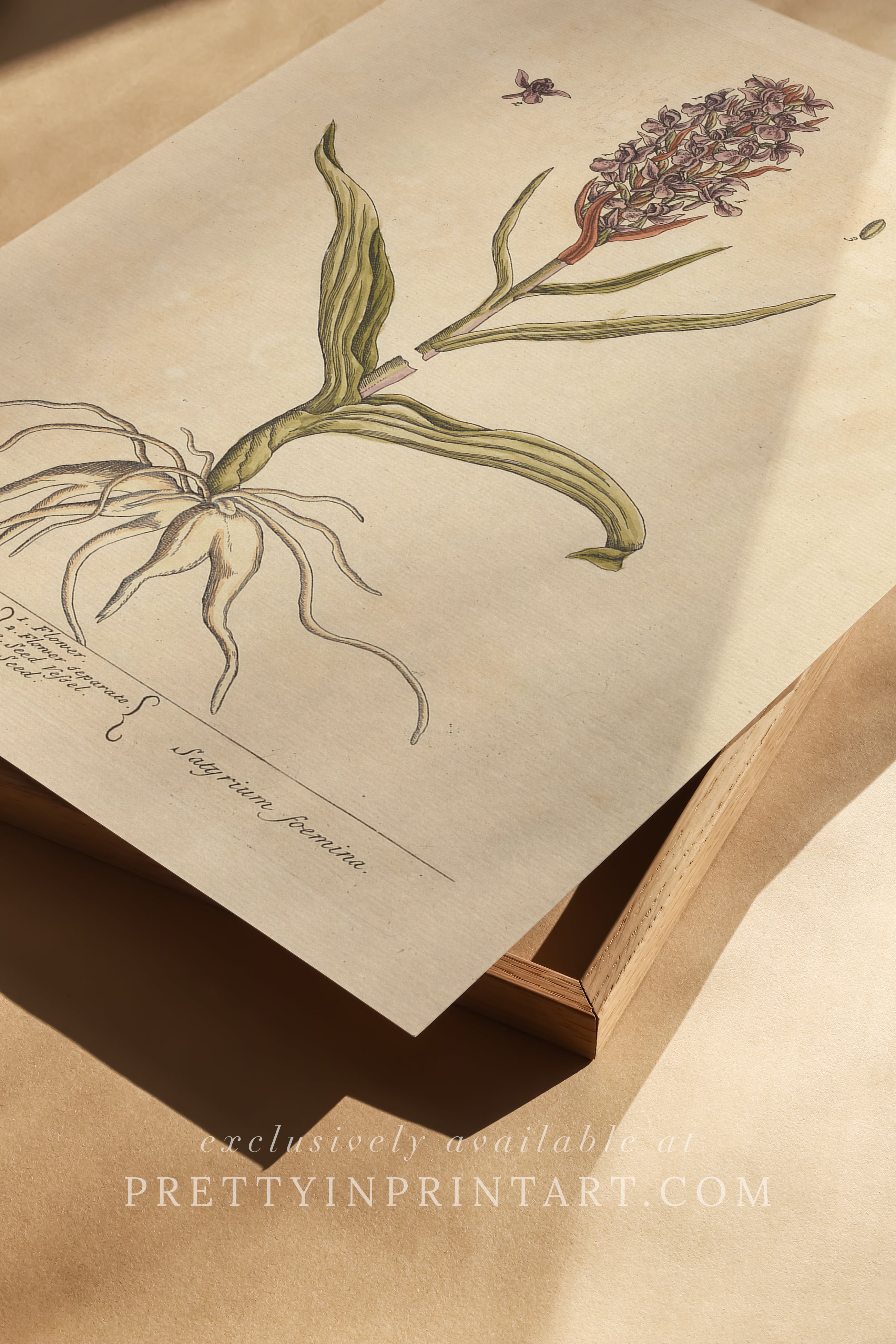 Vintage herb and flower illustration print, antique botanical artwork, elegant wall decor for home or study