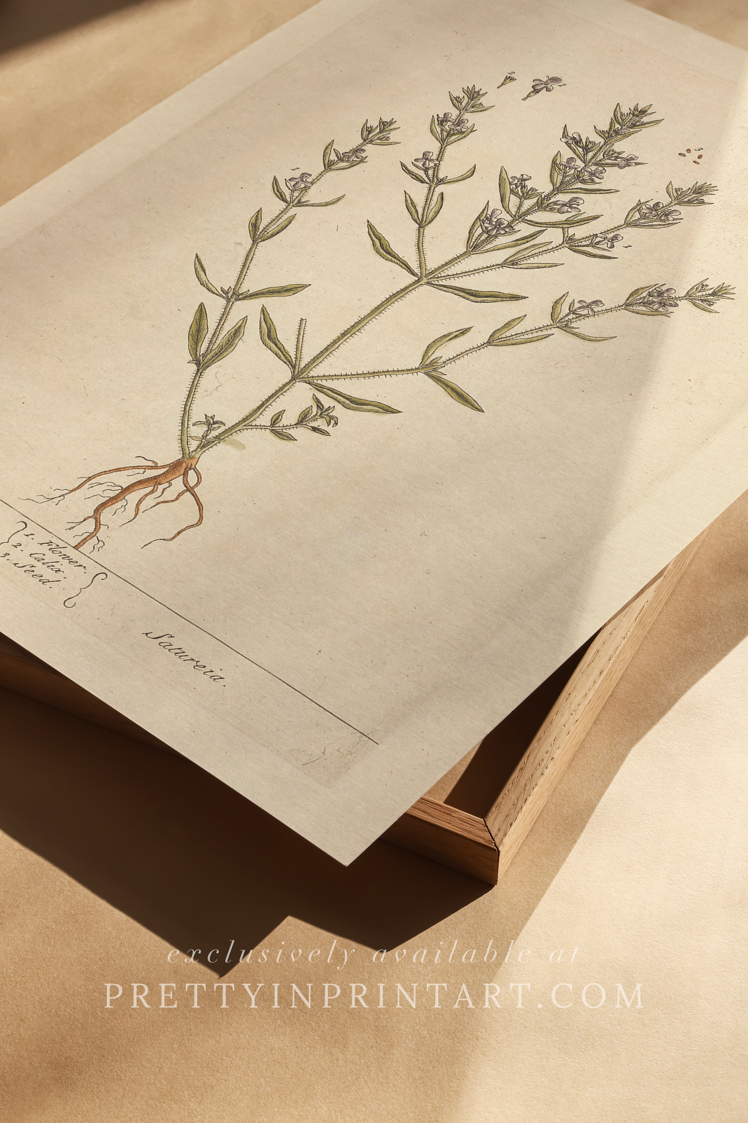 Vintage herb and flower illustration print, antique botanical artwork, elegant wall decor for home or study