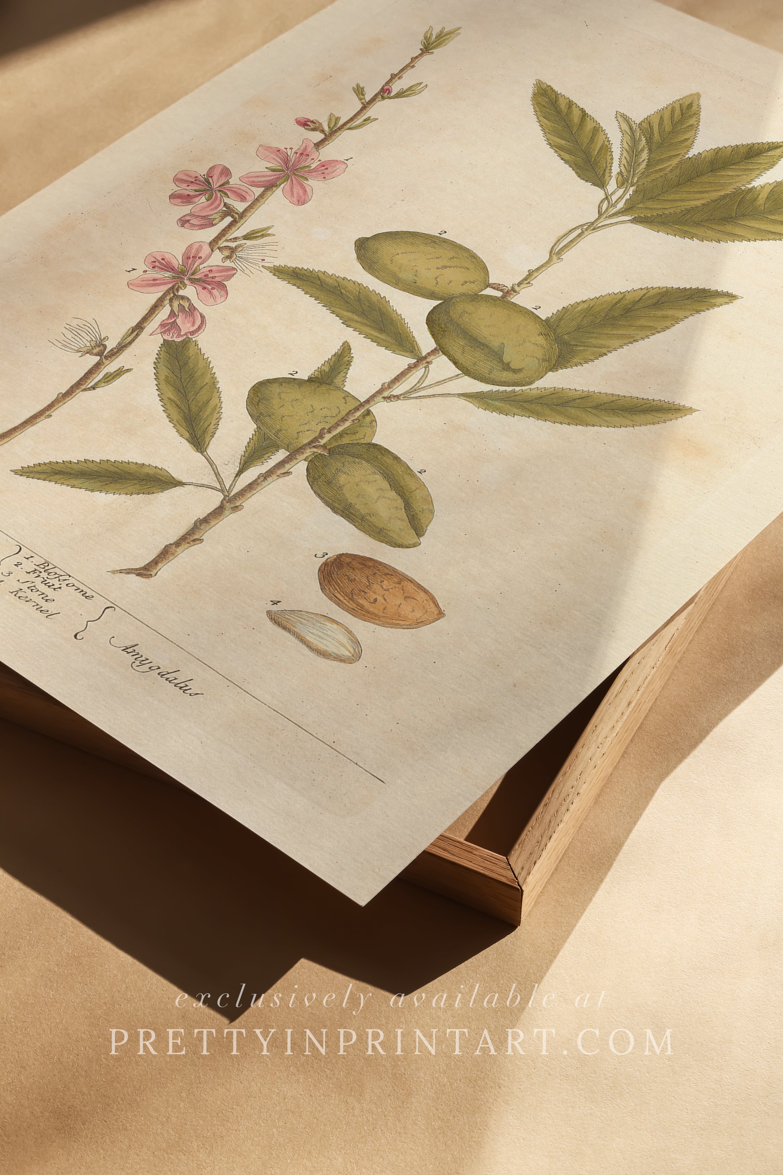 Vintage herb and flower illustration print, antique botanical artwork, elegant wall decor for home or study