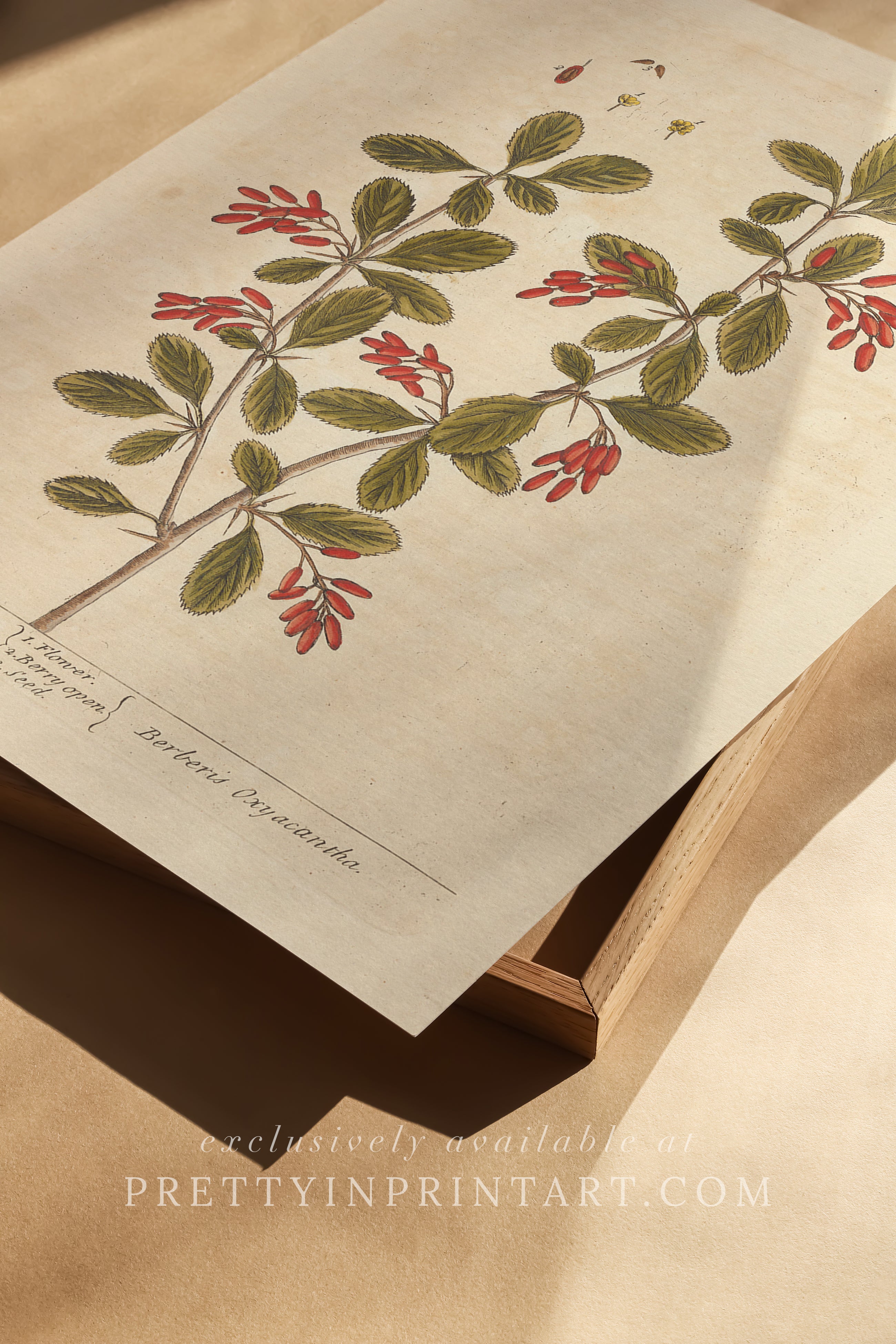 Vintage herb and flower illustration print, antique botanical artwork, elegant wall decor for home or study