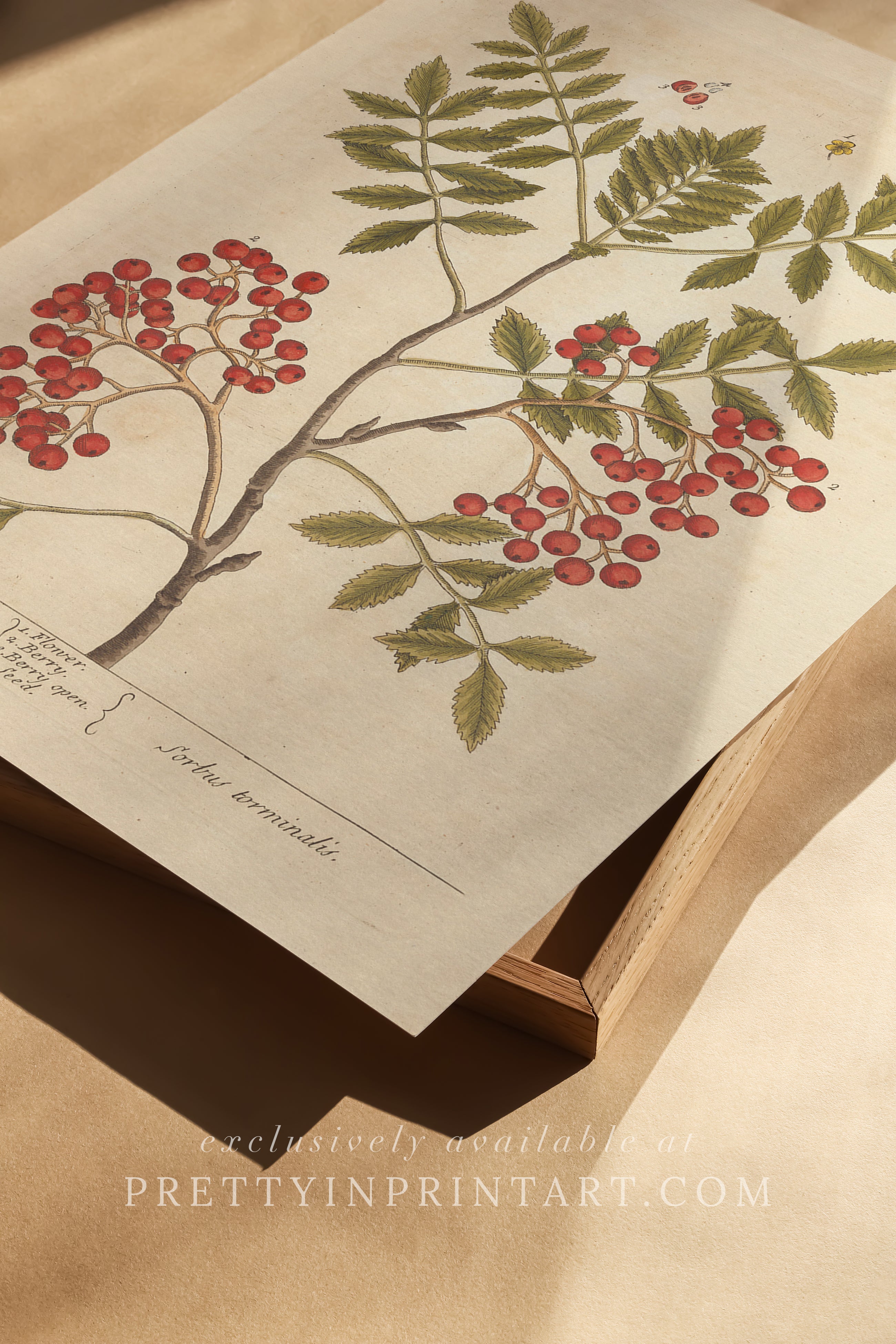 Vintage herb and flower illustration print, antique botanical artwork, elegant wall decor for home or study