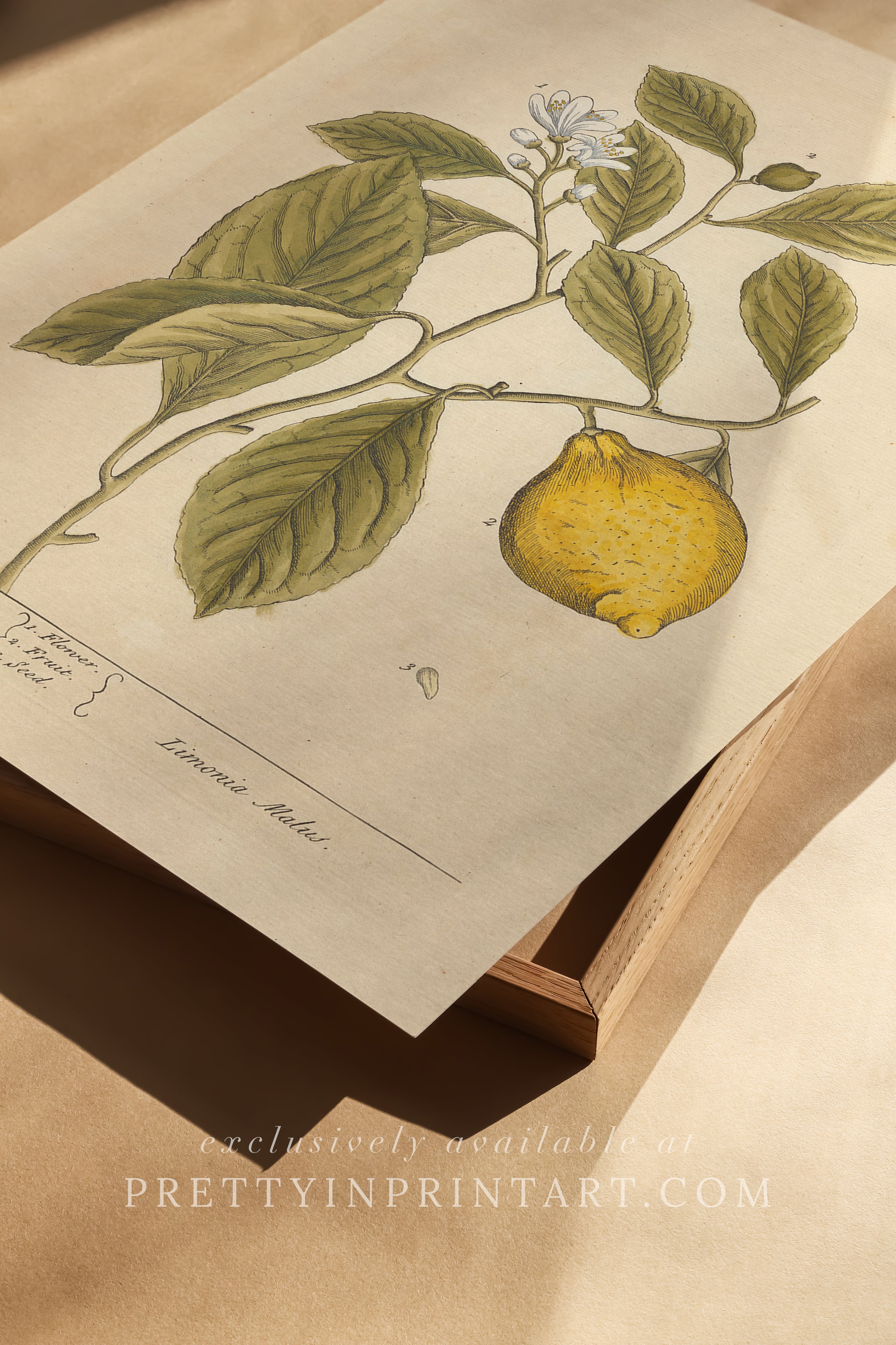 Vintage herb and flower illustration print, antique botanical artwork, elegant wall decor for home or study