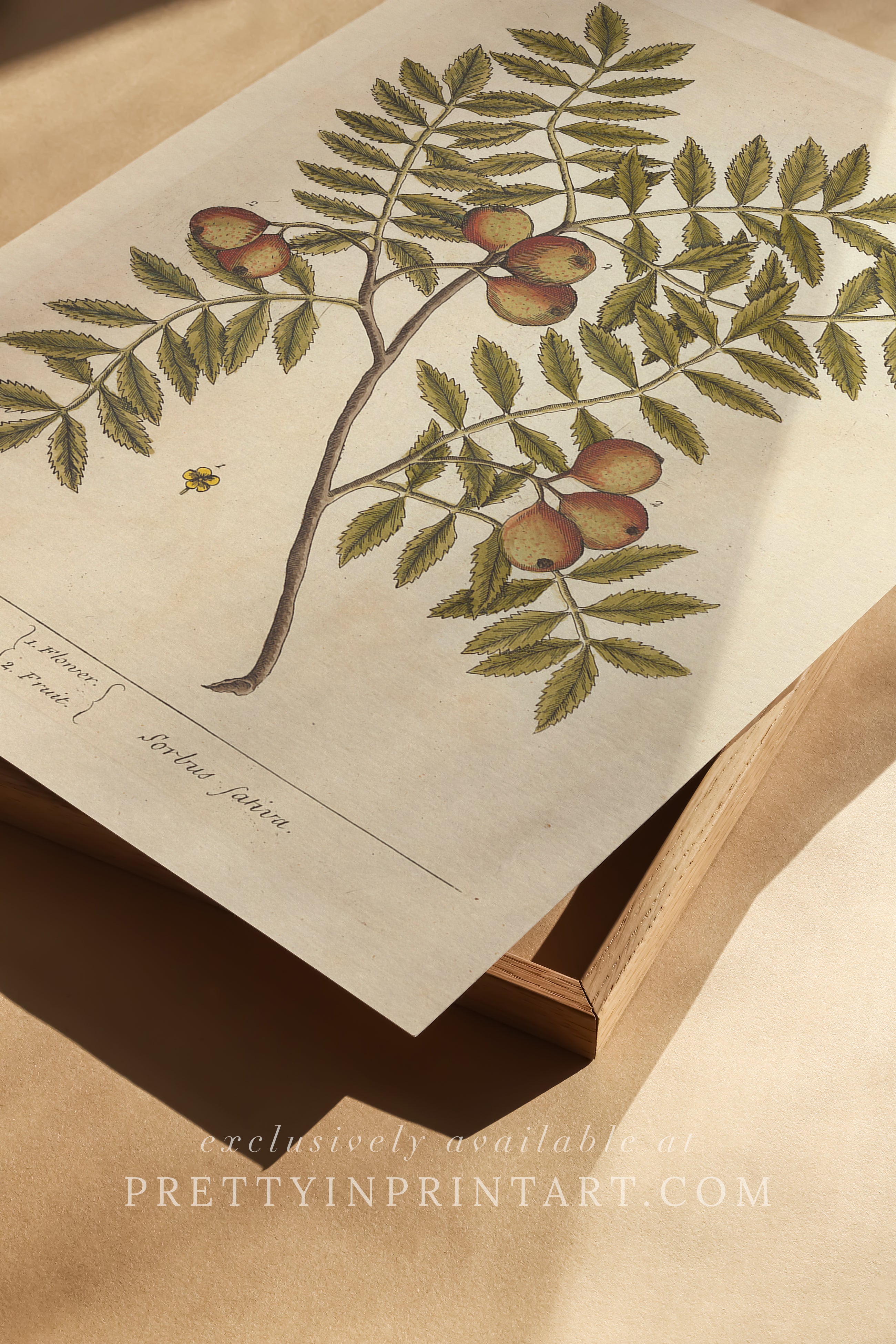 Vintage herb and flower illustration print, antique botanical artwork, elegant wall decor for home or study