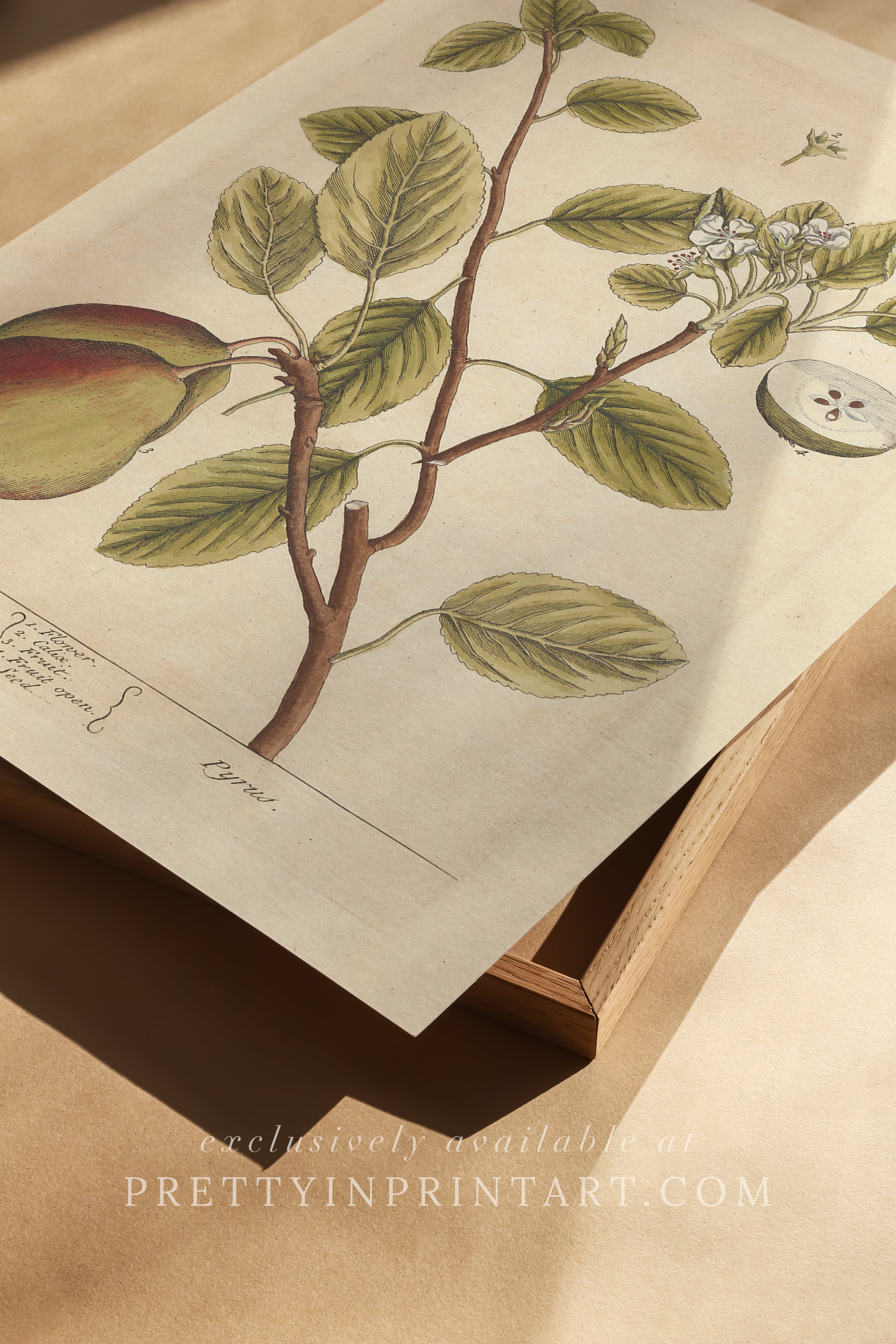 Vintage herb and flower illustration print, antique botanical artwork, elegant wall decor for home or study