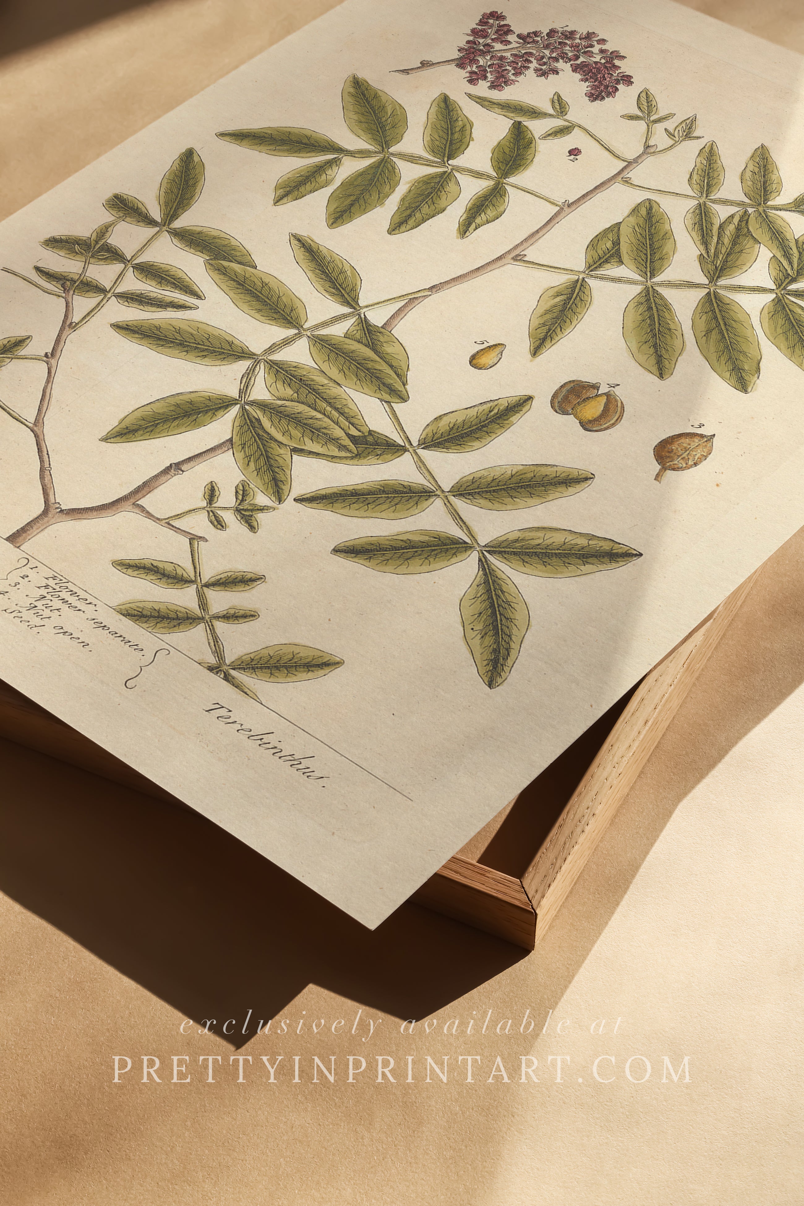 Vintage herb and flower illustration print, antique botanical artwork, elegant wall decor for home or study