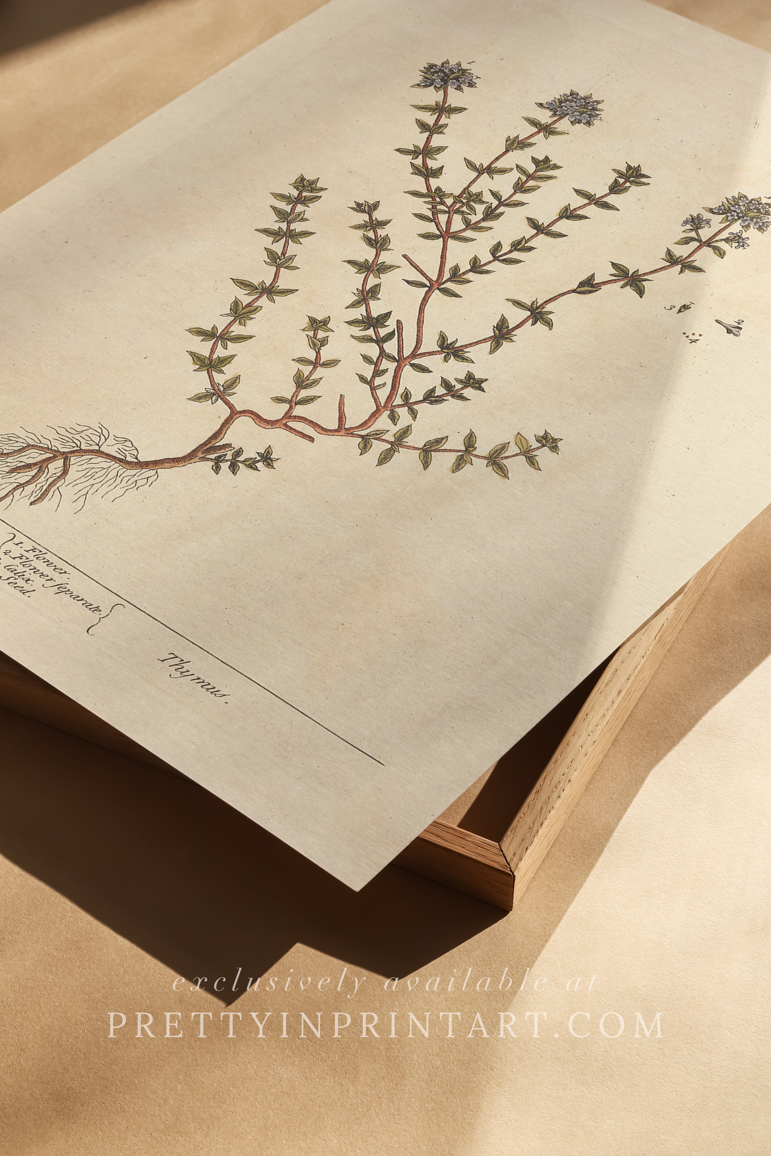 Vintage herb and flower illustration print, antique botanical artwork, elegant wall decor for home or study