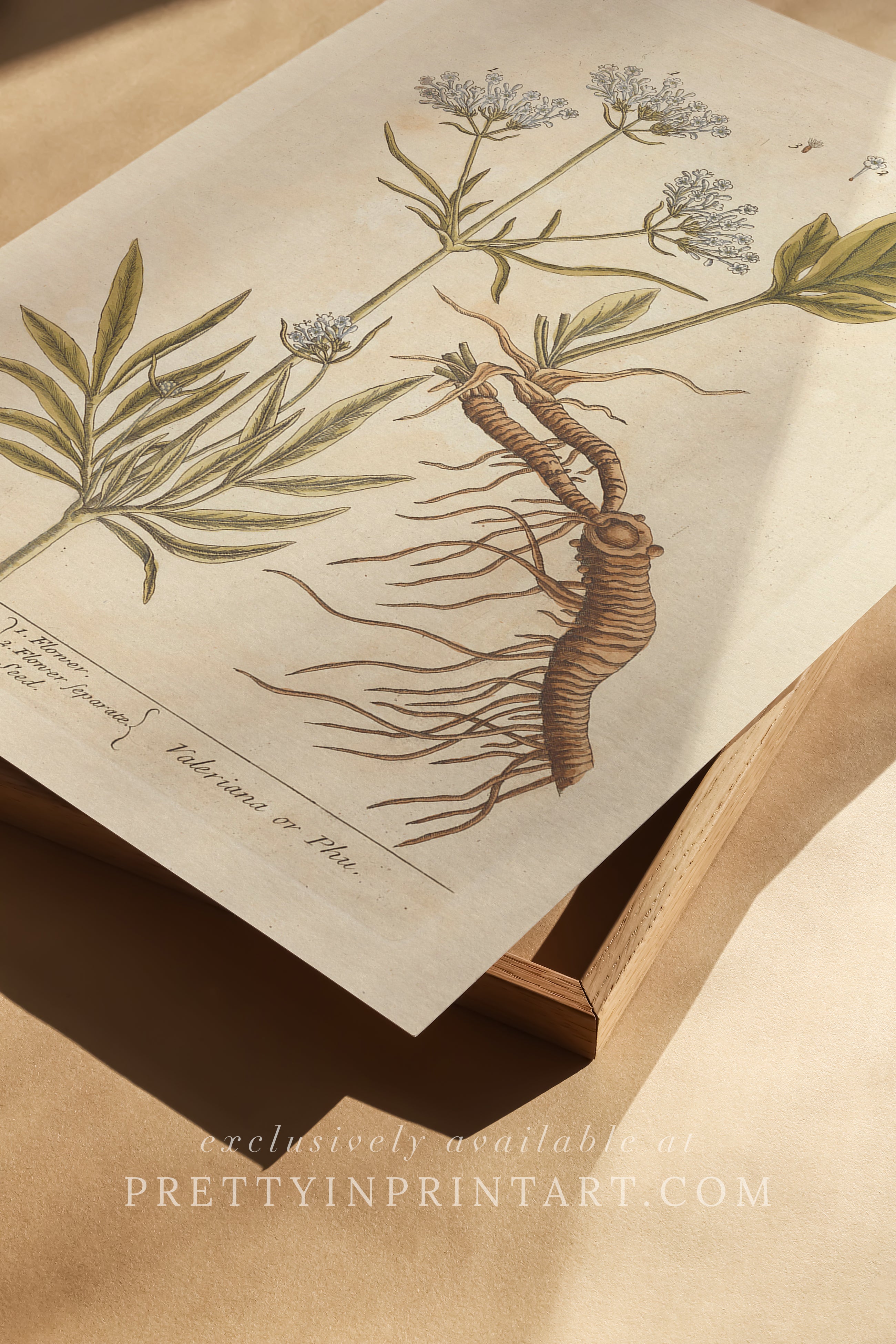 Vintage herb and flower illustration print, antique botanical artwork, elegant wall decor for home or study