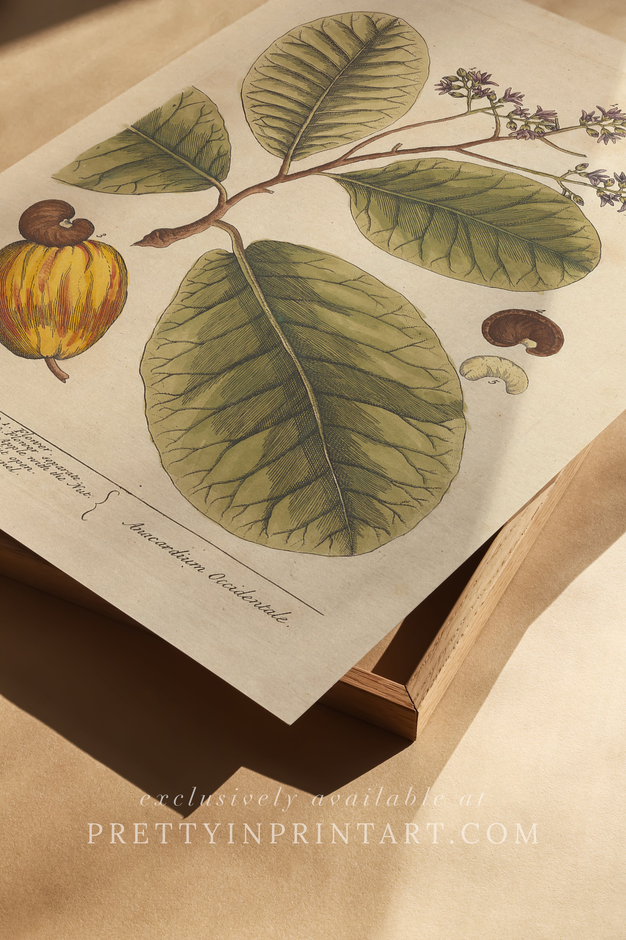 Vintage herb and flower illustration print, antique botanical artwork, elegant wall decor for home or study