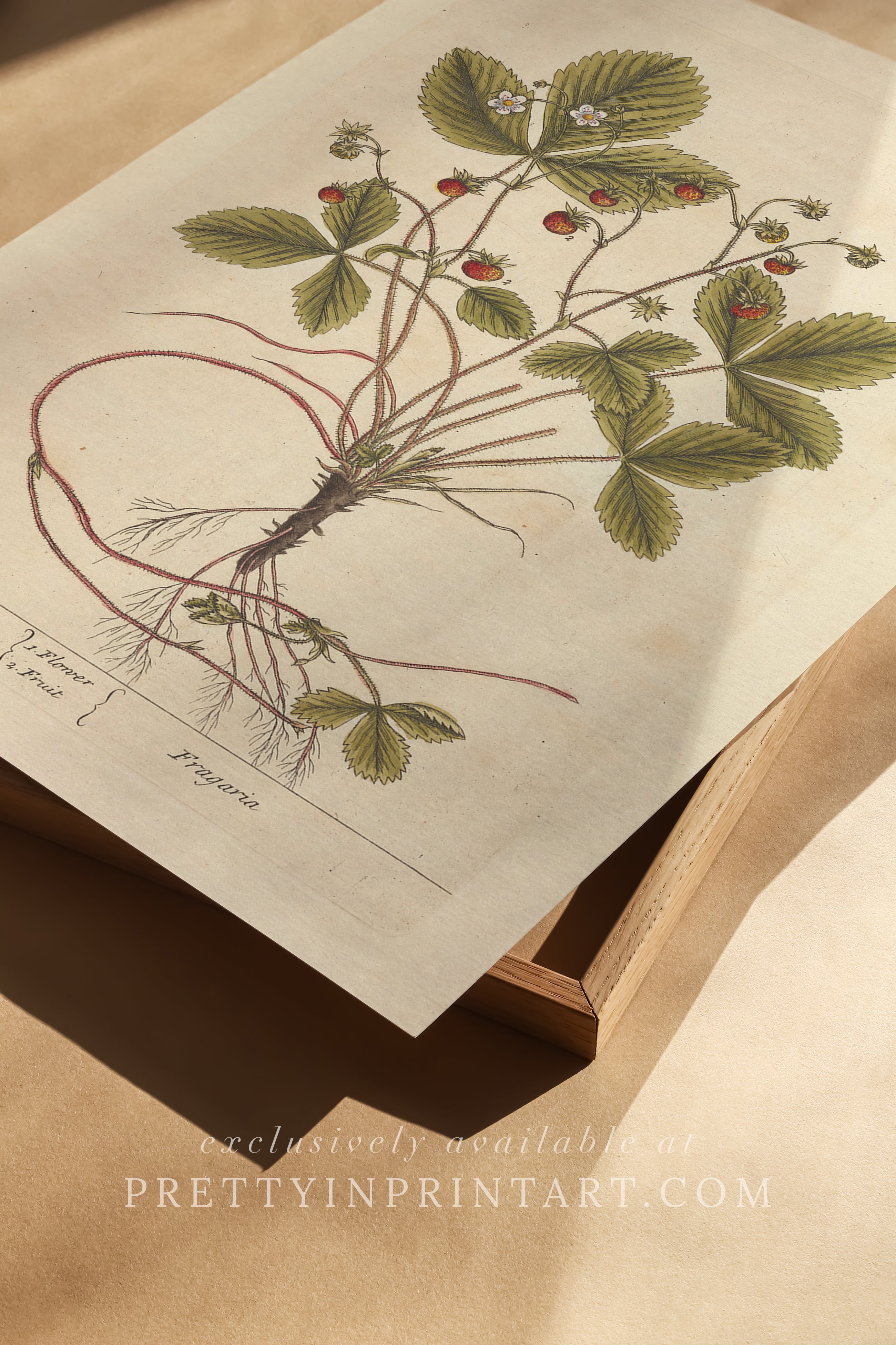 Vintage herb and flower illustration print, antique botanical artwork, elegant wall decor for home or study