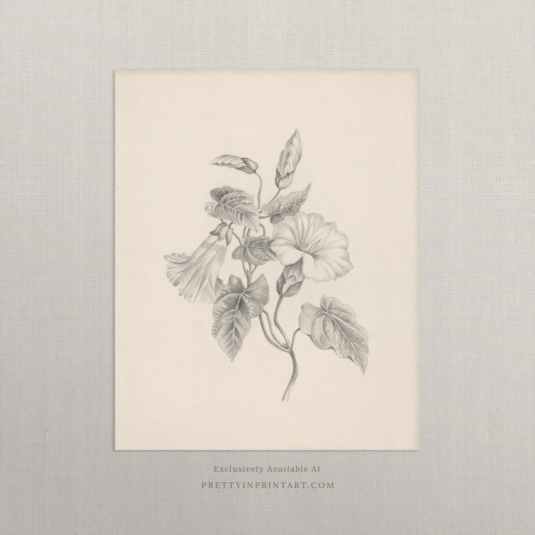 Flower pencil drawing, Floral still life vintage art, Vintage still life art, Framed vintage still life art, Classic picture frame, Vintage-style frame, Framed wall art vintage