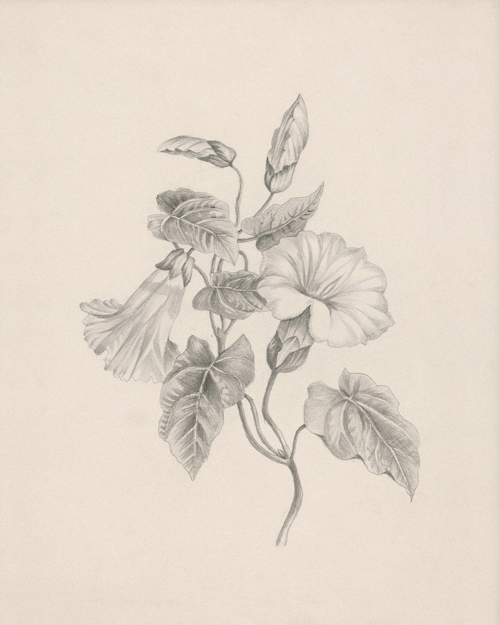 Vintage Flower Art 002 | Unframed