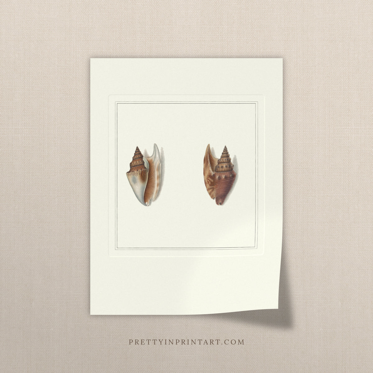 Vintage amber conch shells print, unframed, on a linen background