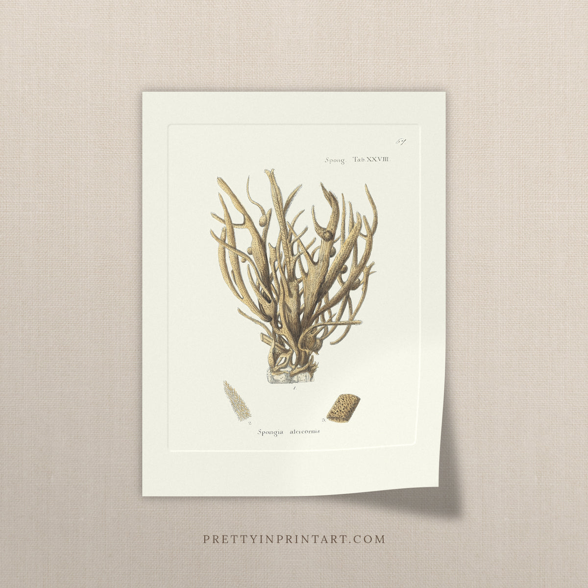 Vintage antler sponge art print, antique sea sponge wall art on linen