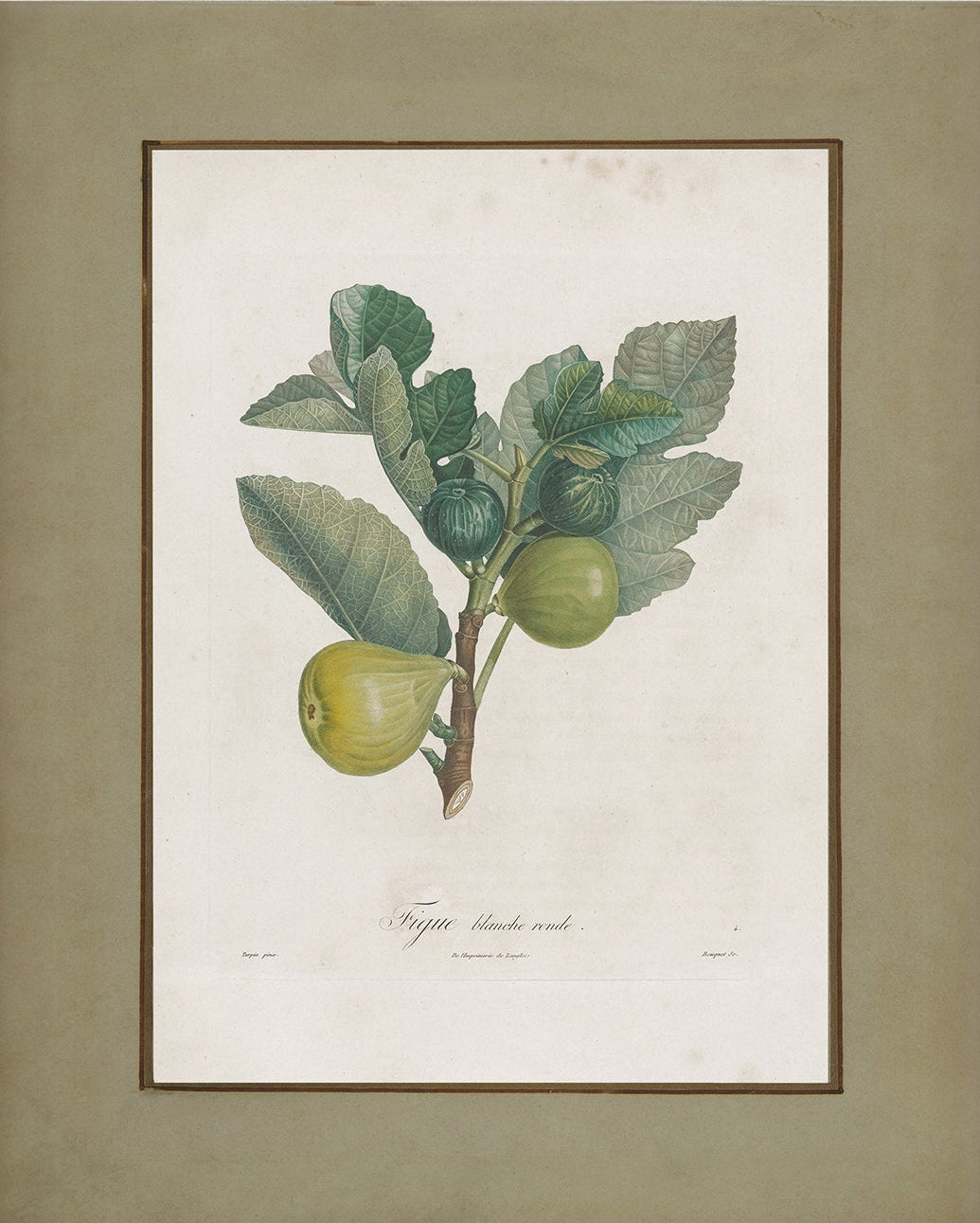 Vintage Botanical Print; Fig Fruit | Unframed
