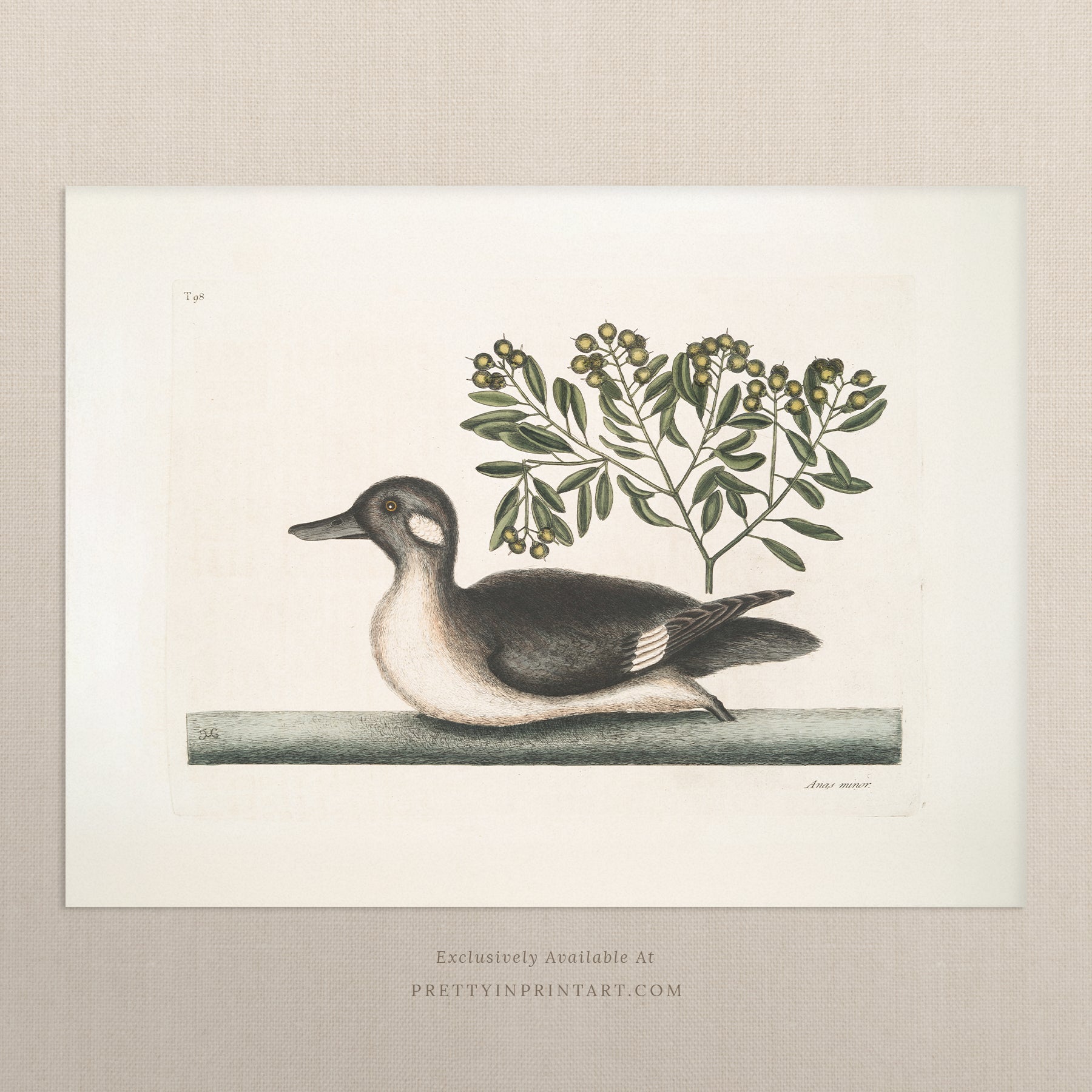 Vintage Duck Art Print 003481 | Unframed