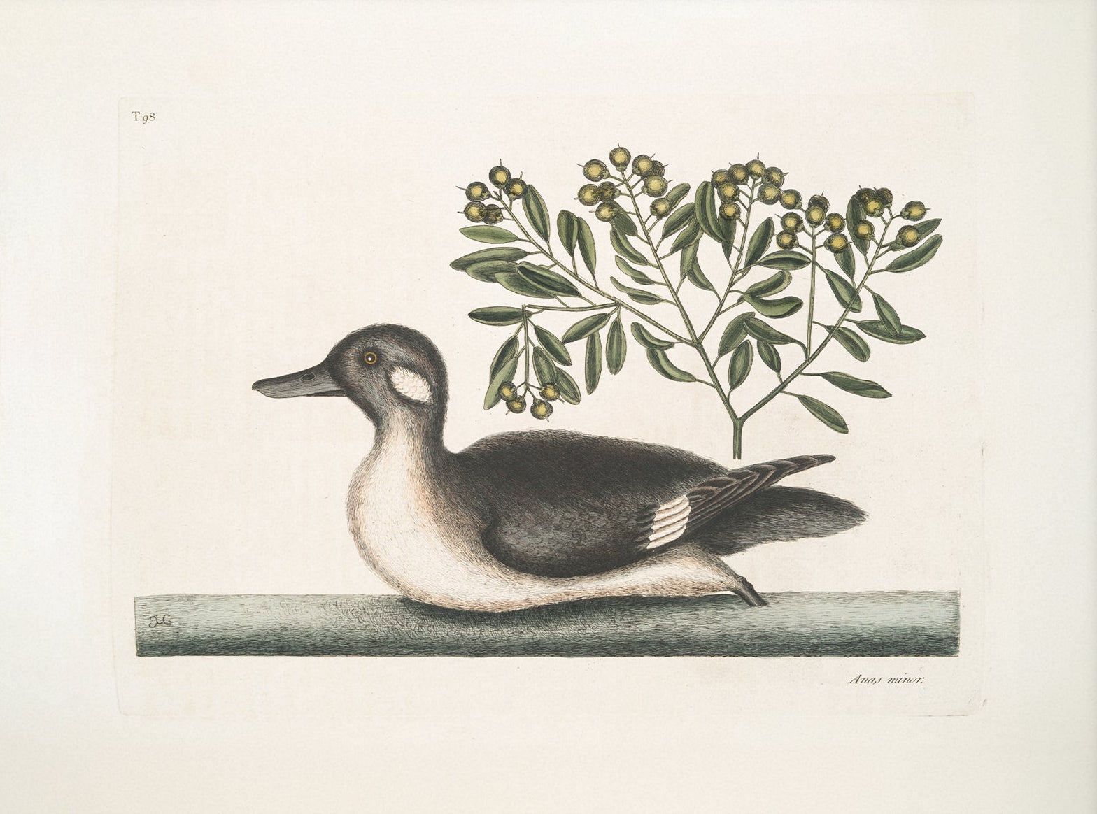 Vintage Duck Art Print 003481 | Unframed